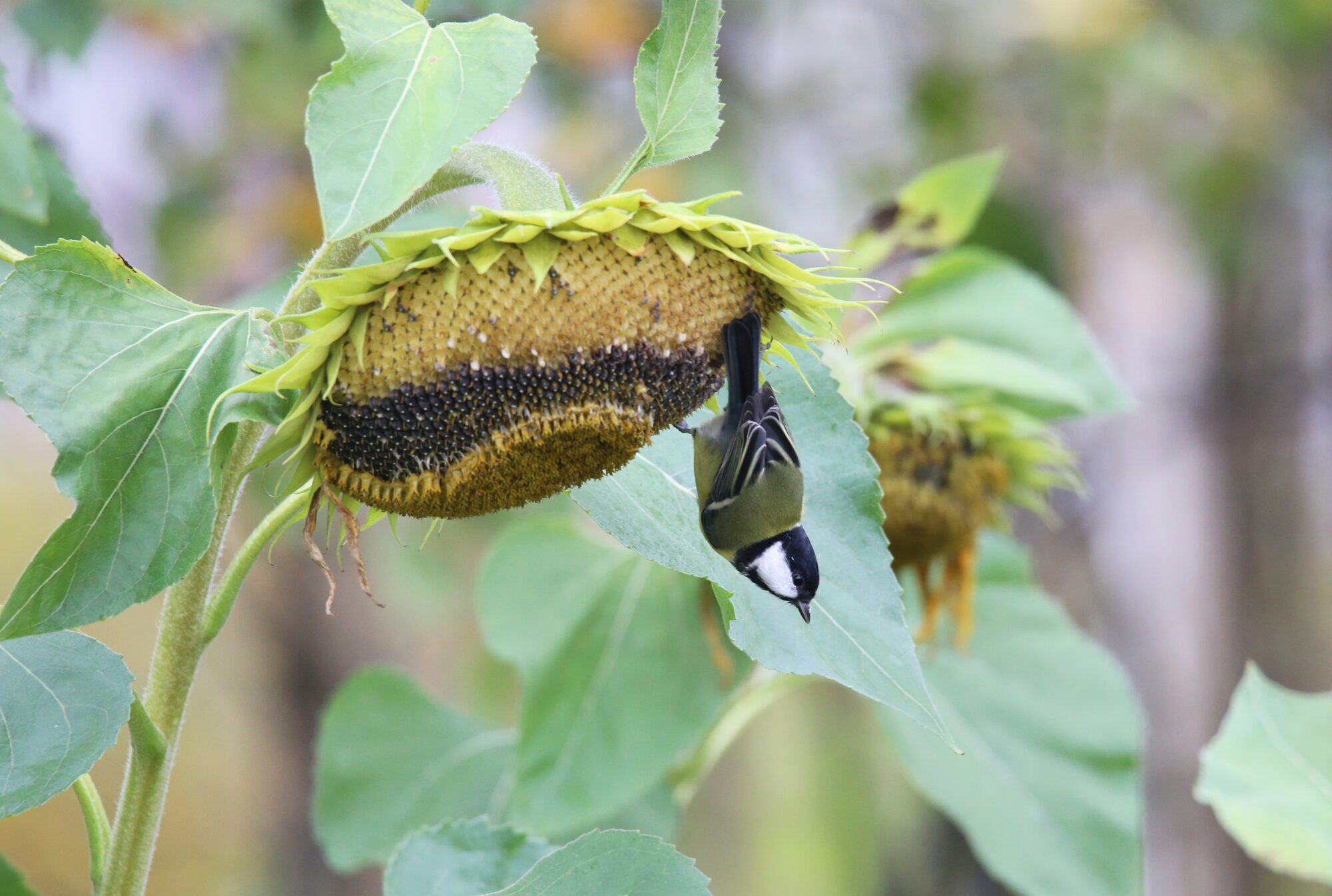 Valokuvaaja: Jaana Saarelainen