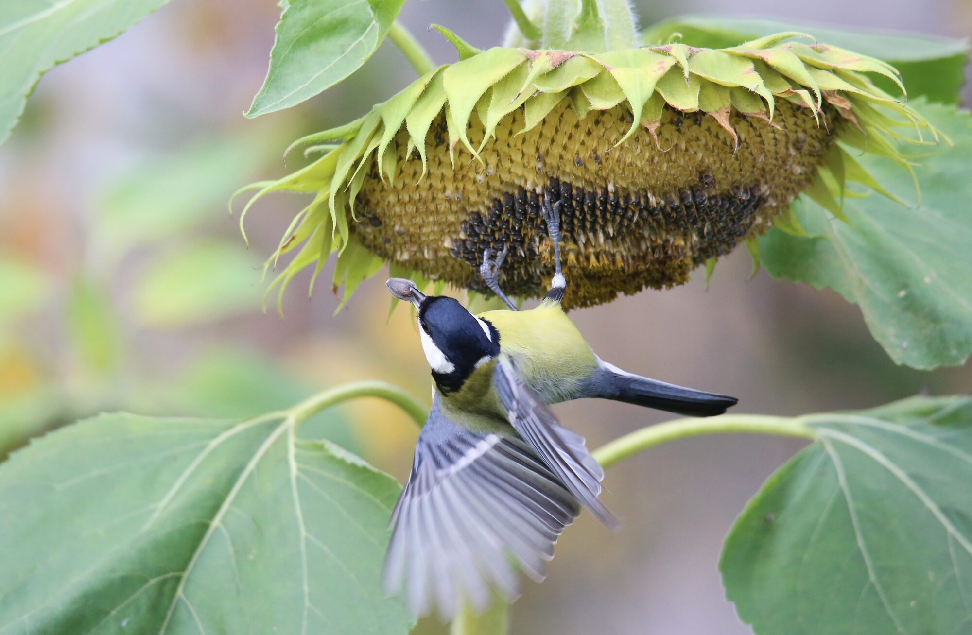 Valokuvaaja: Jaana Saarelainen