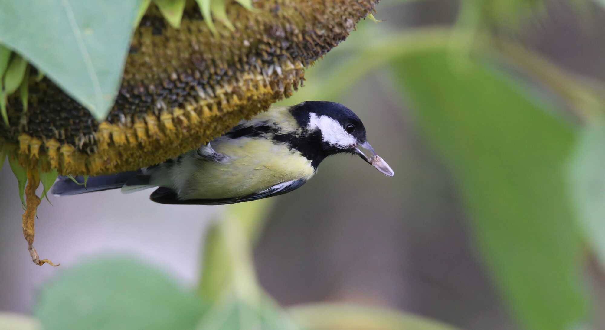 Valokuvaaja: Jaana Saarelainen
