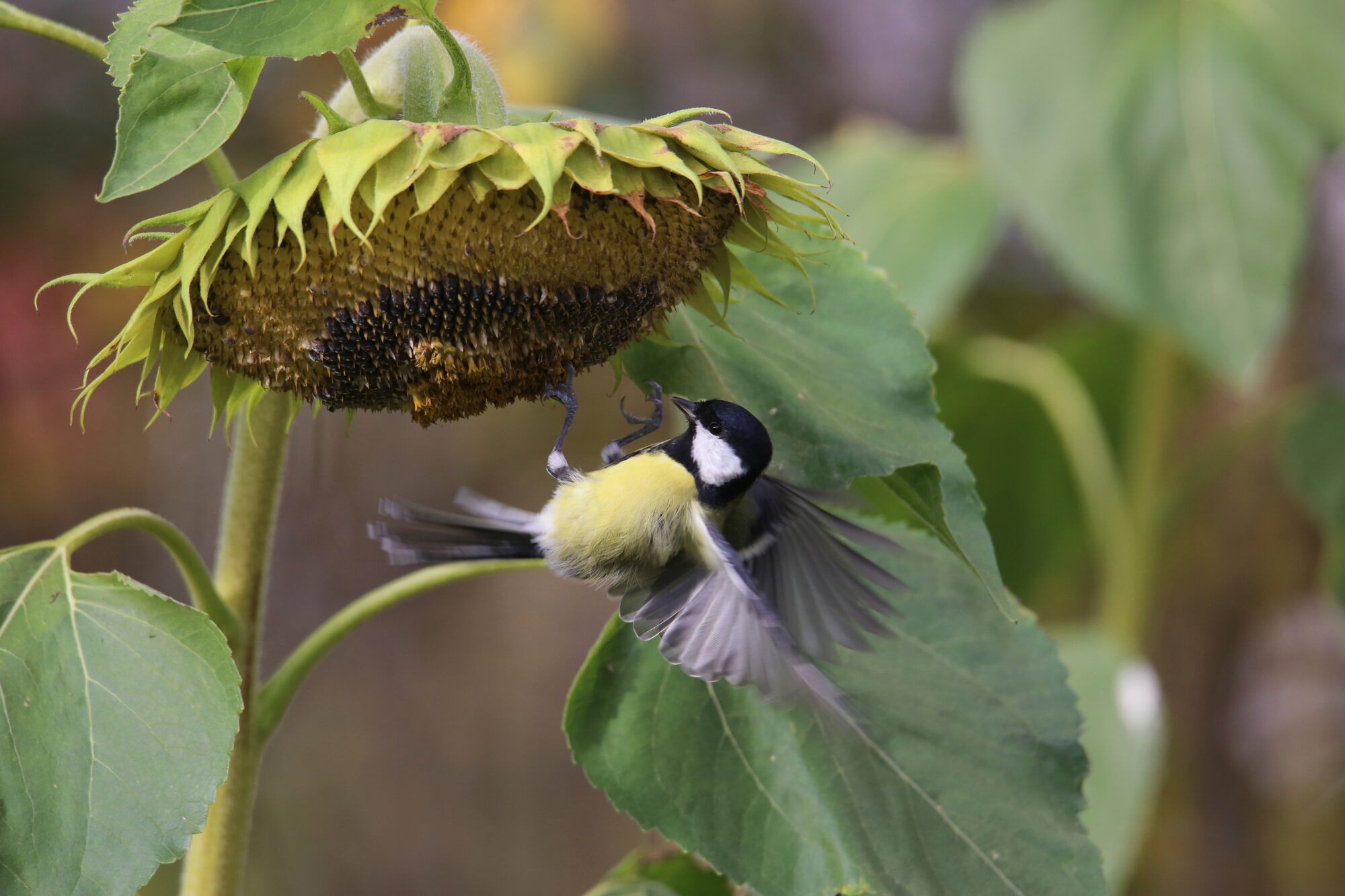 Valokuvaaja: Jaana Saarelainen