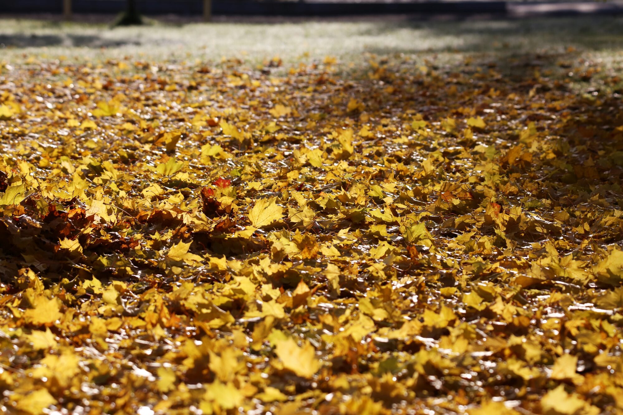 Valokuvaaja: Jaana Saarelainen