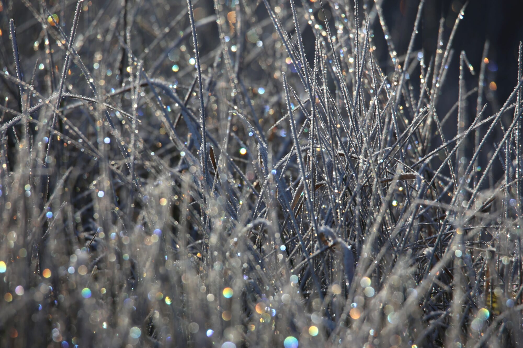 Valokuvaaja: Jaana Saarelainen