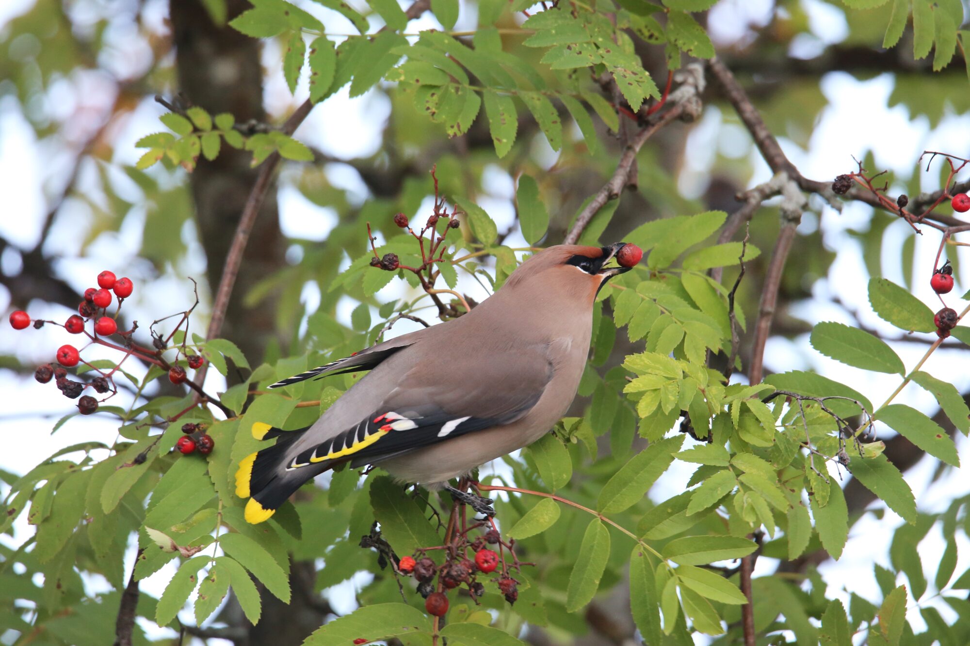Valokuvaaja: Jaana Saarelainen