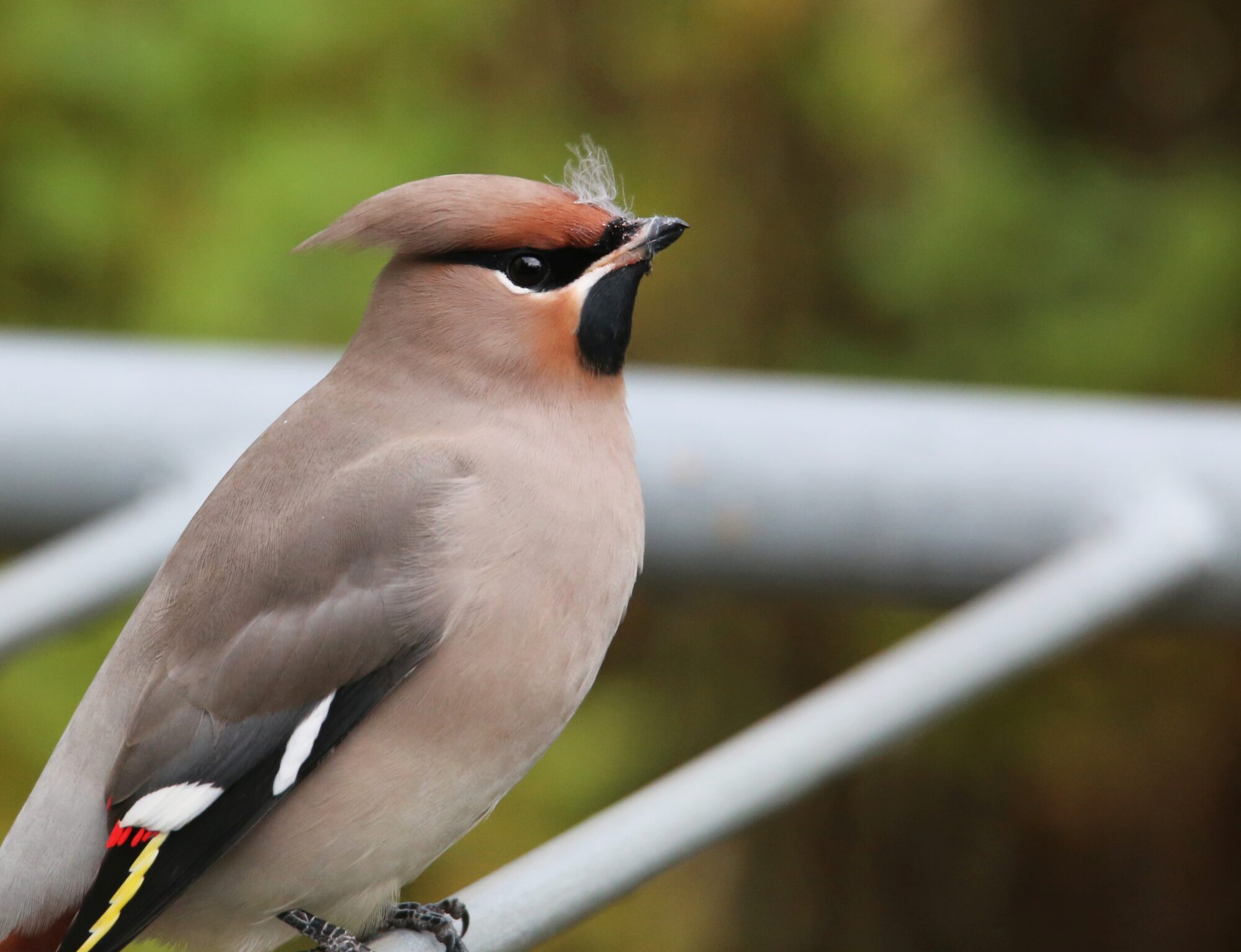 Valokuvaaja: Jaana Saarelainen Valokuvaaja: Jaana Saarelainen