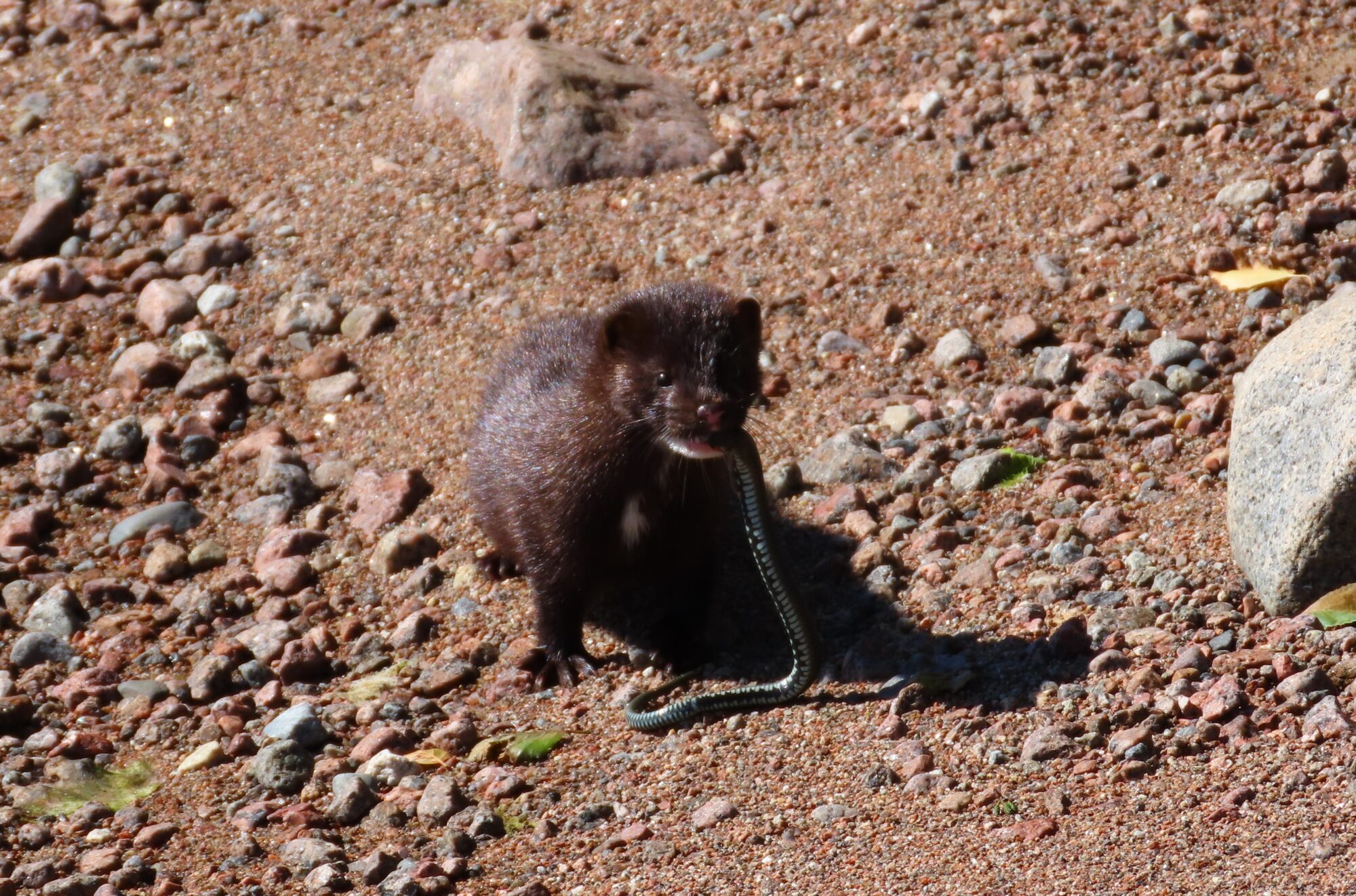 Valokuvaaja: Mirja Suoknuuti