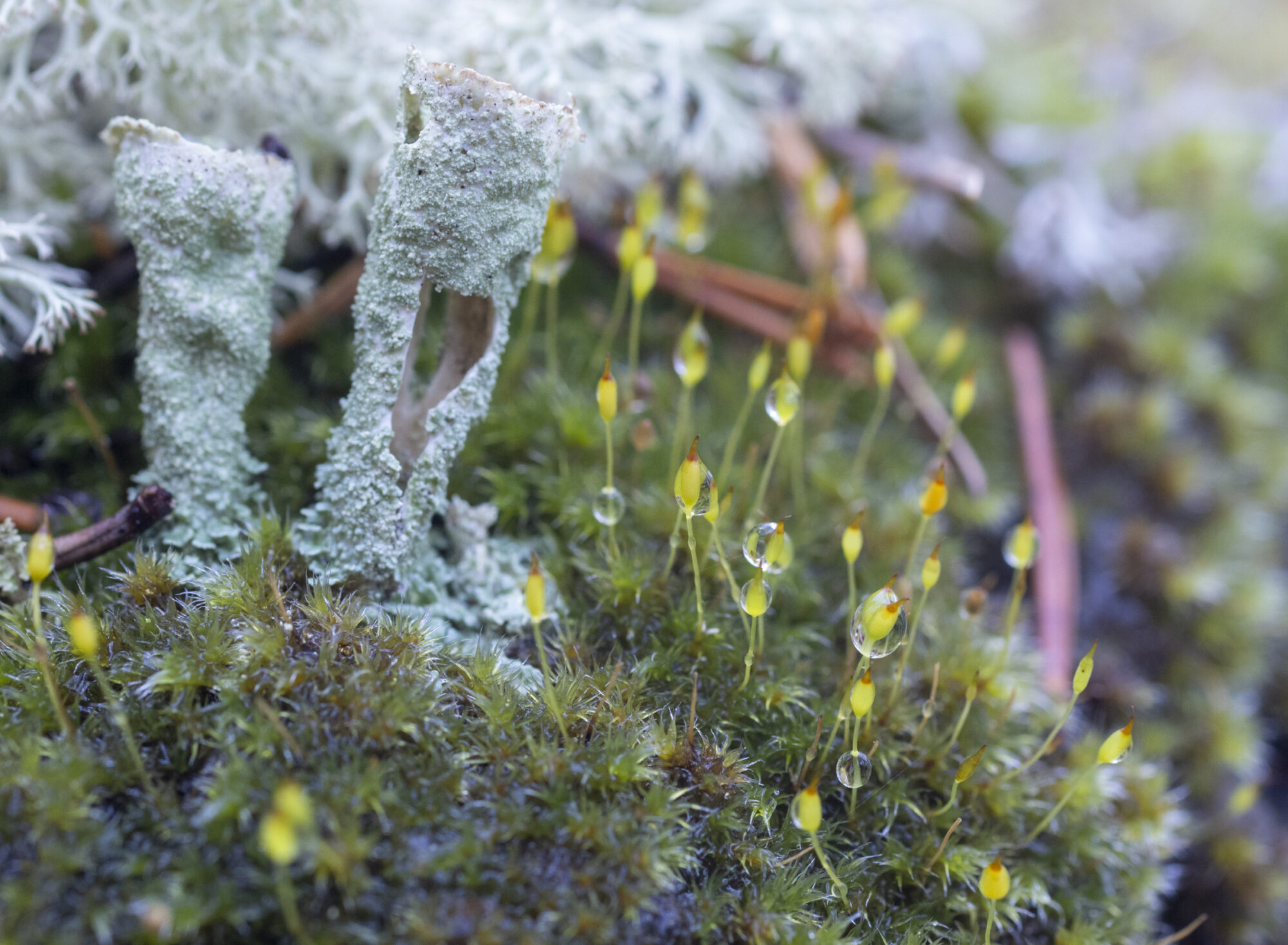 Valokuvaaja: Hannu Tikkanen
