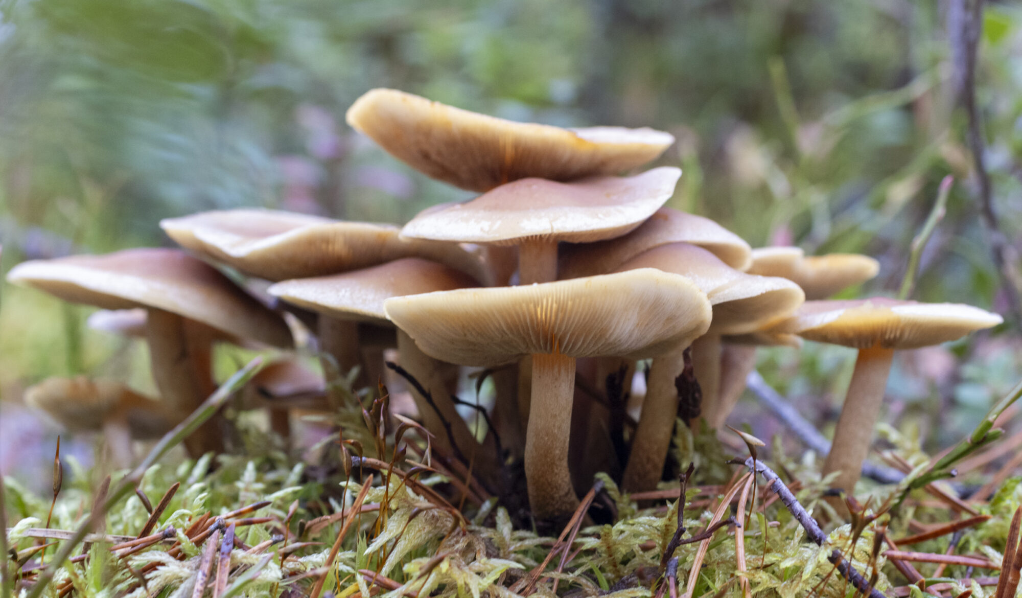 Valokuvaaja: Hannu Tikkanen