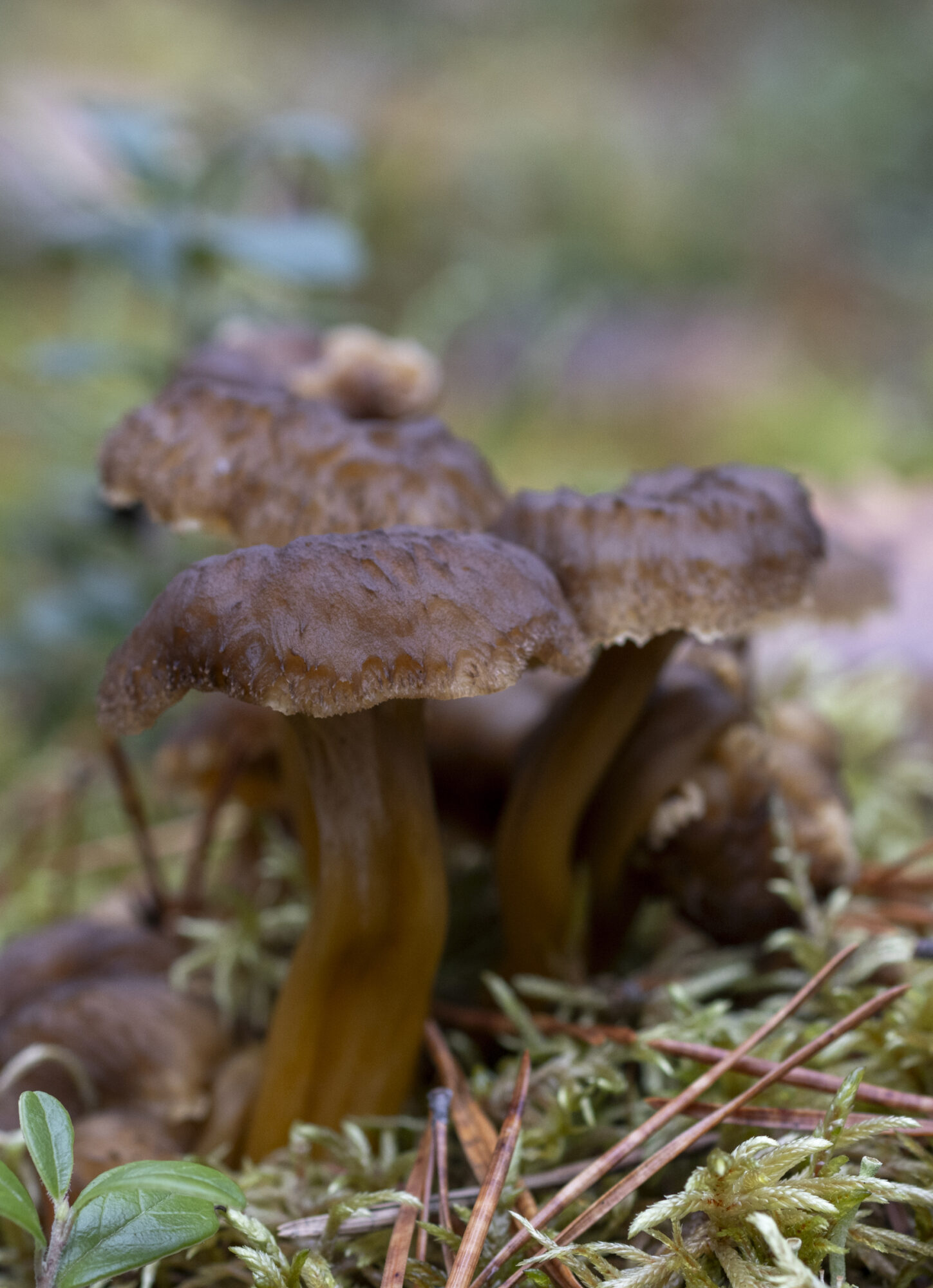 Valokuvaaja: Hannu Tikkanen