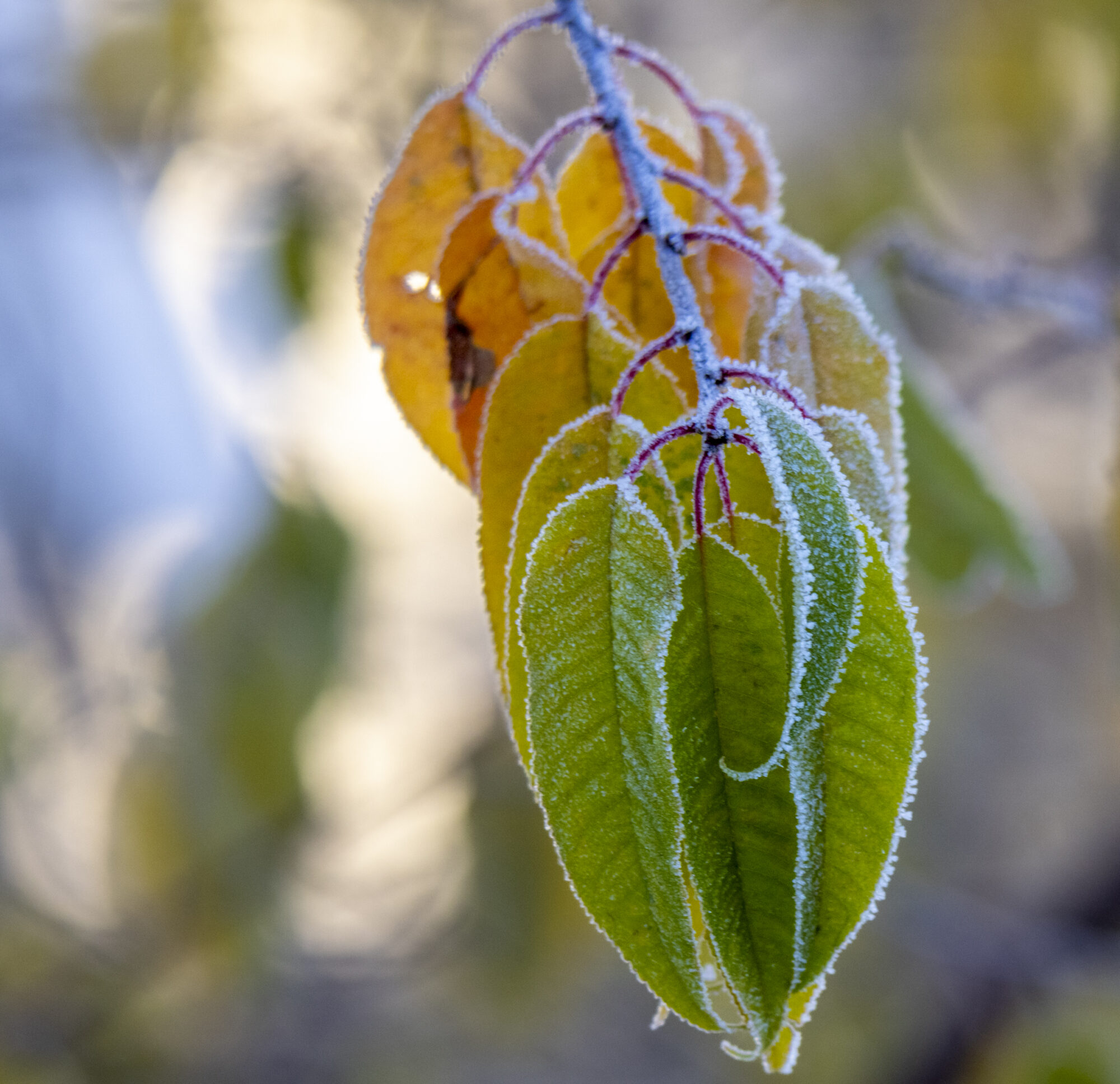 Valokuvaaja: Hannu Tikkanen
