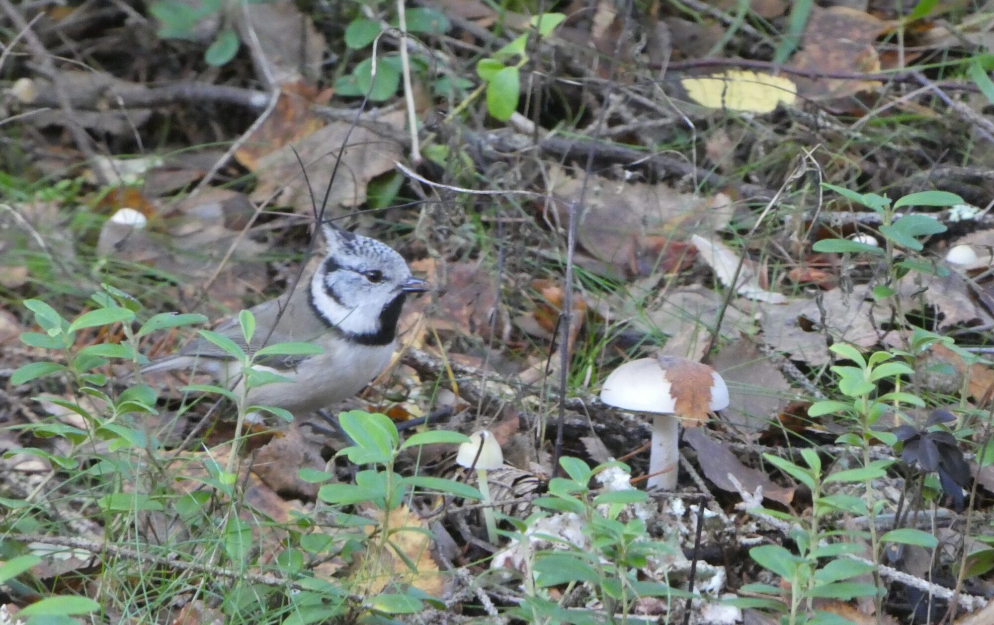 Valokuvaaja: Anja Mustamaa