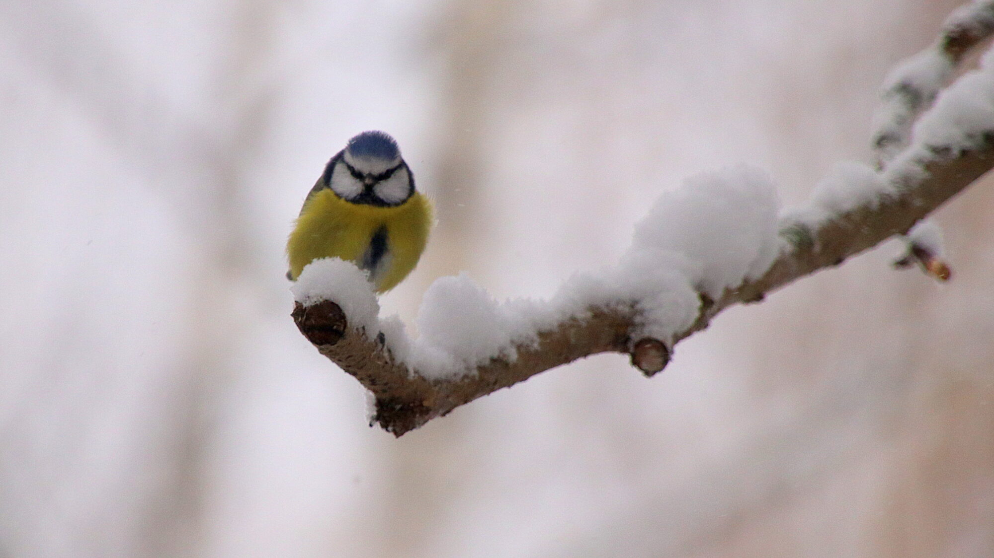 Valokuvaaja: sirpa Jyske Valokuvaaja: sirpa Jyske