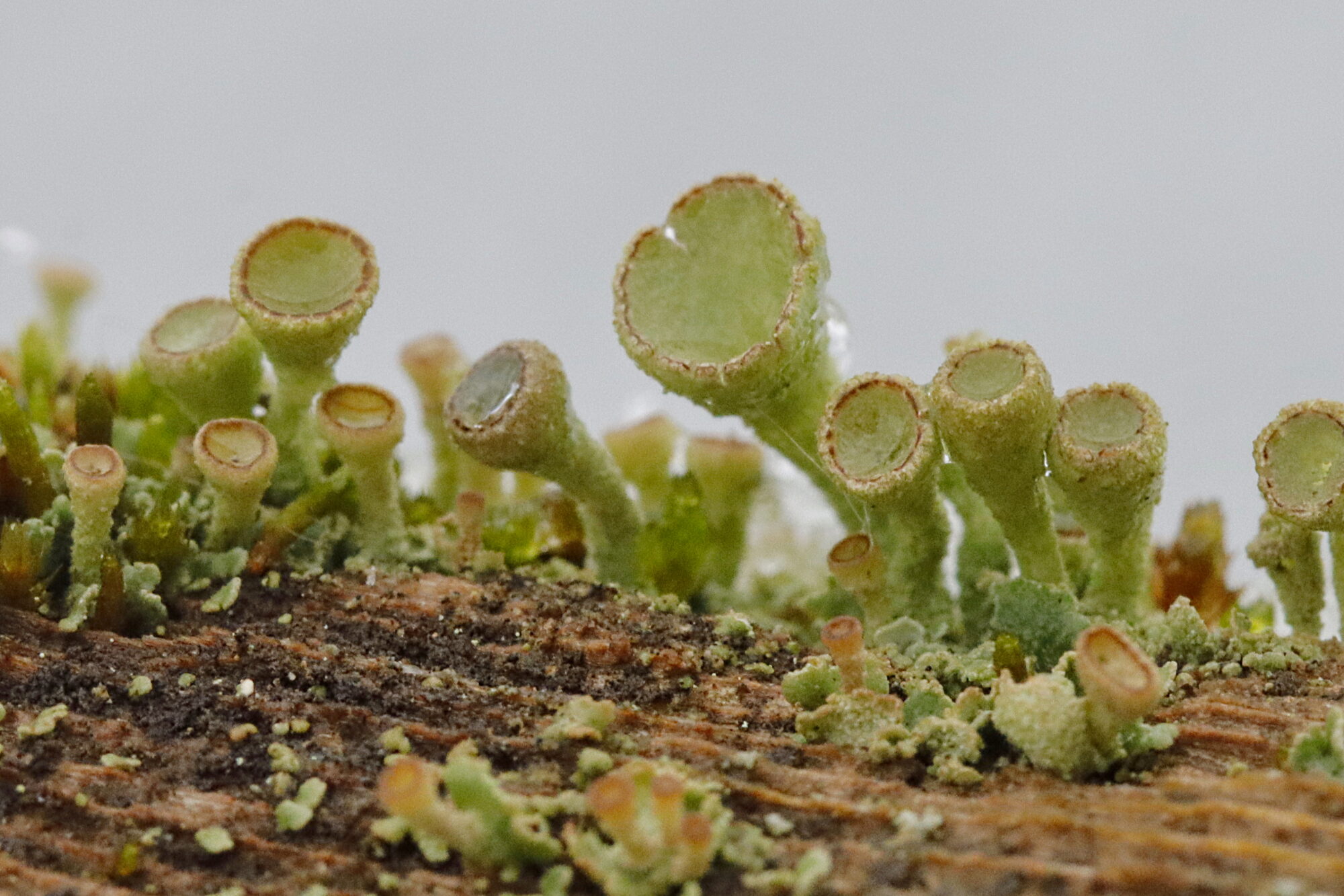 Valokuvaaja: Ritva Nieminen