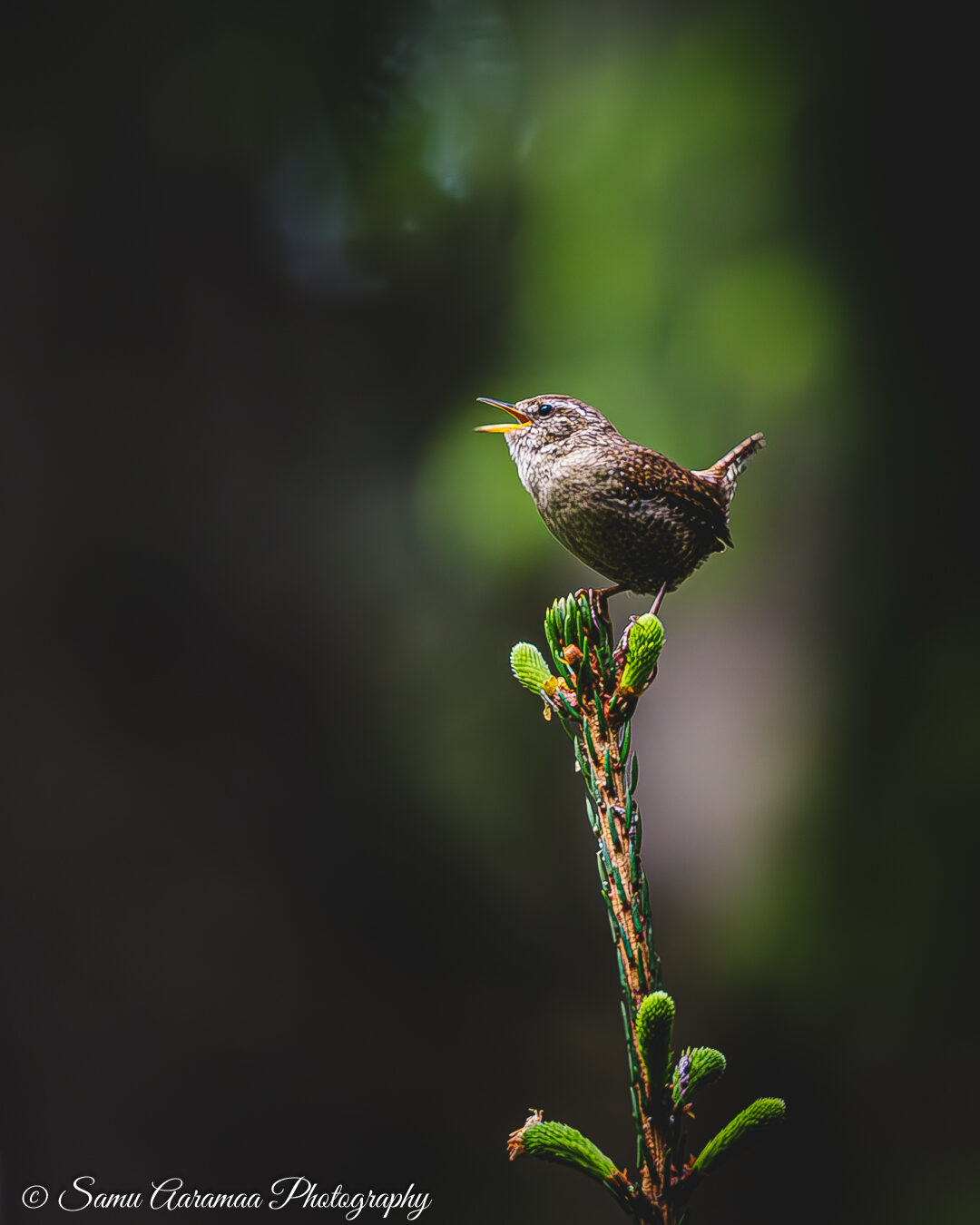 Valokuvaaja: Samu Aaramaa