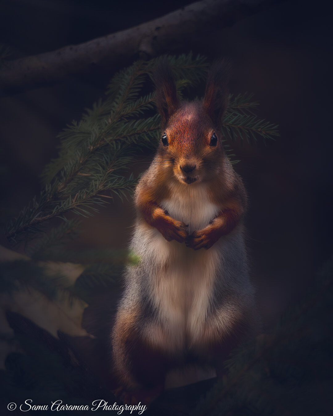 Valokuvaaja: Samu Aaramaa