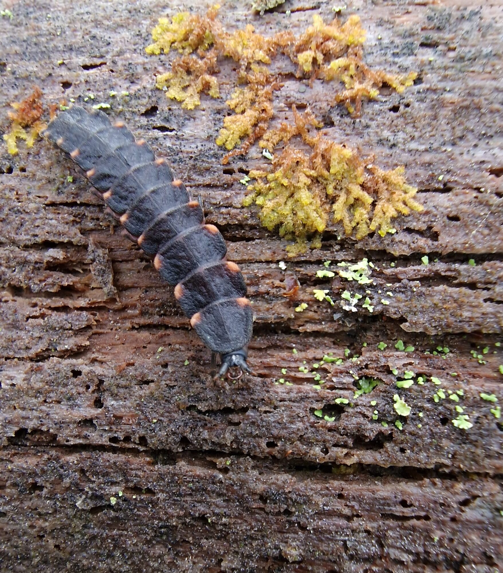 Valokuvaaja: Hanna Rönty