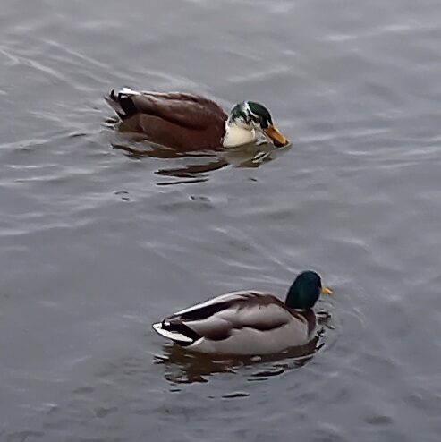 Valokuvaaja: Pertti Suomi