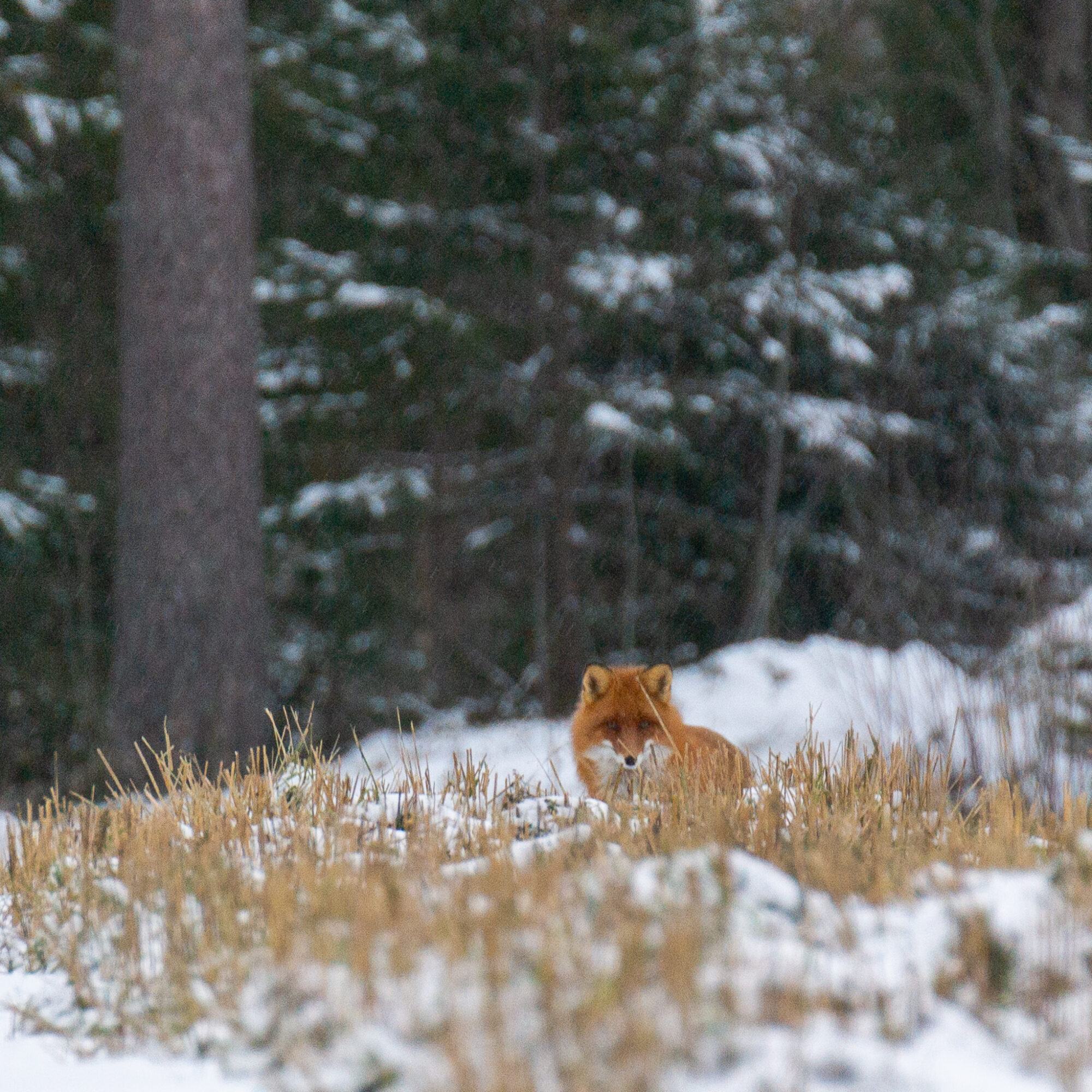 Valokuvaaja: Helena Minkkilä