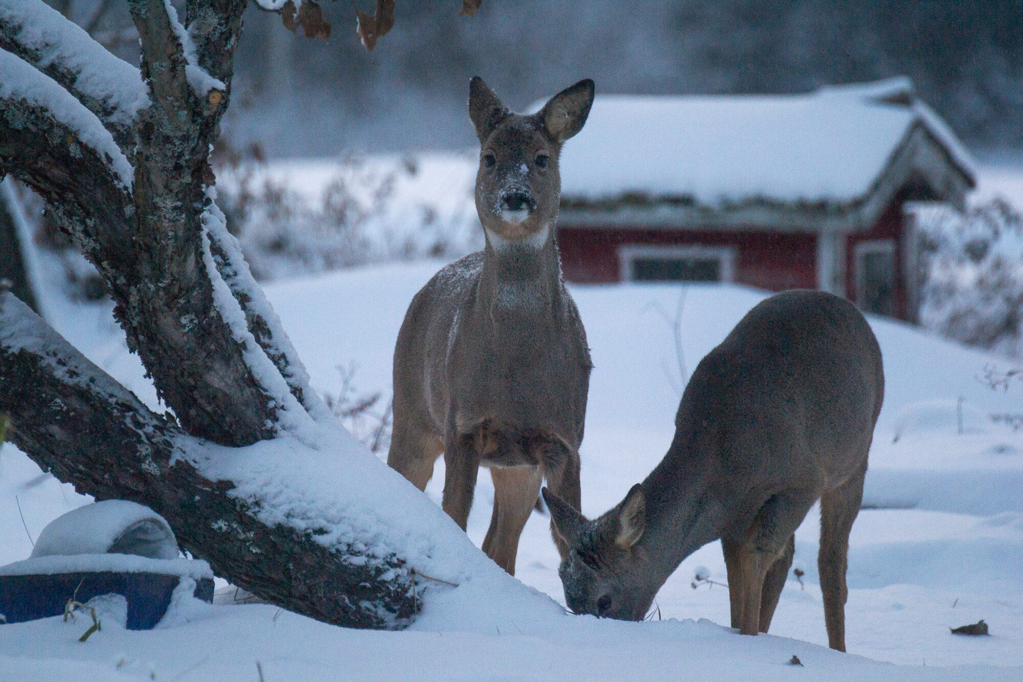 Valokuvaaja: Helena Minkkilä