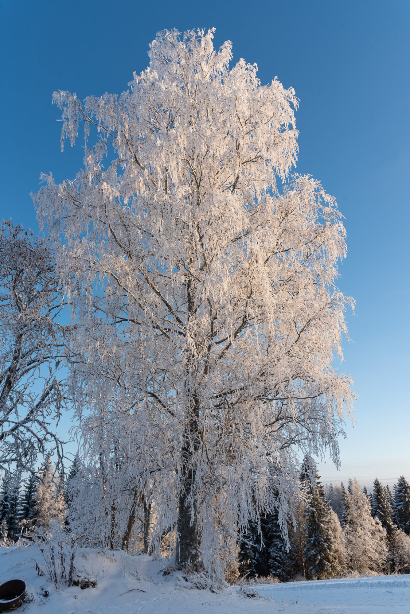 Valokuvaaja: Helena Minkkilä