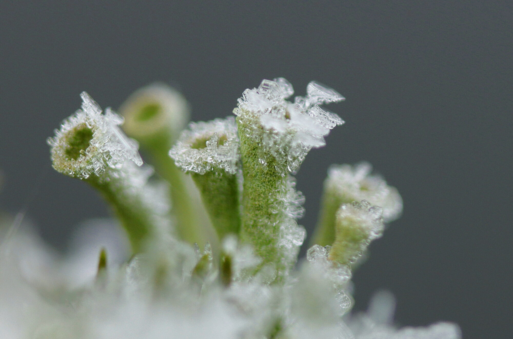 Valokuvaaja: Ritva Nieminen