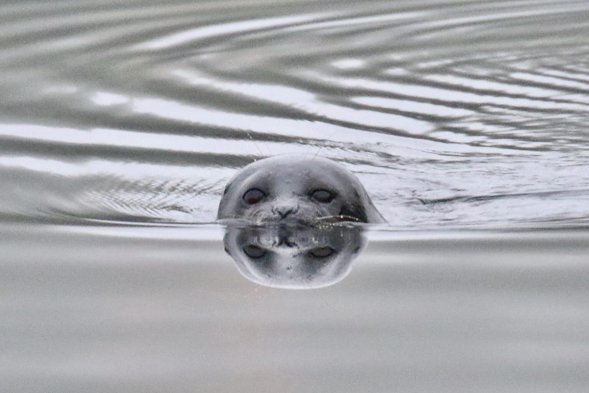 Valokuvaaja: Mikko Siikavesi