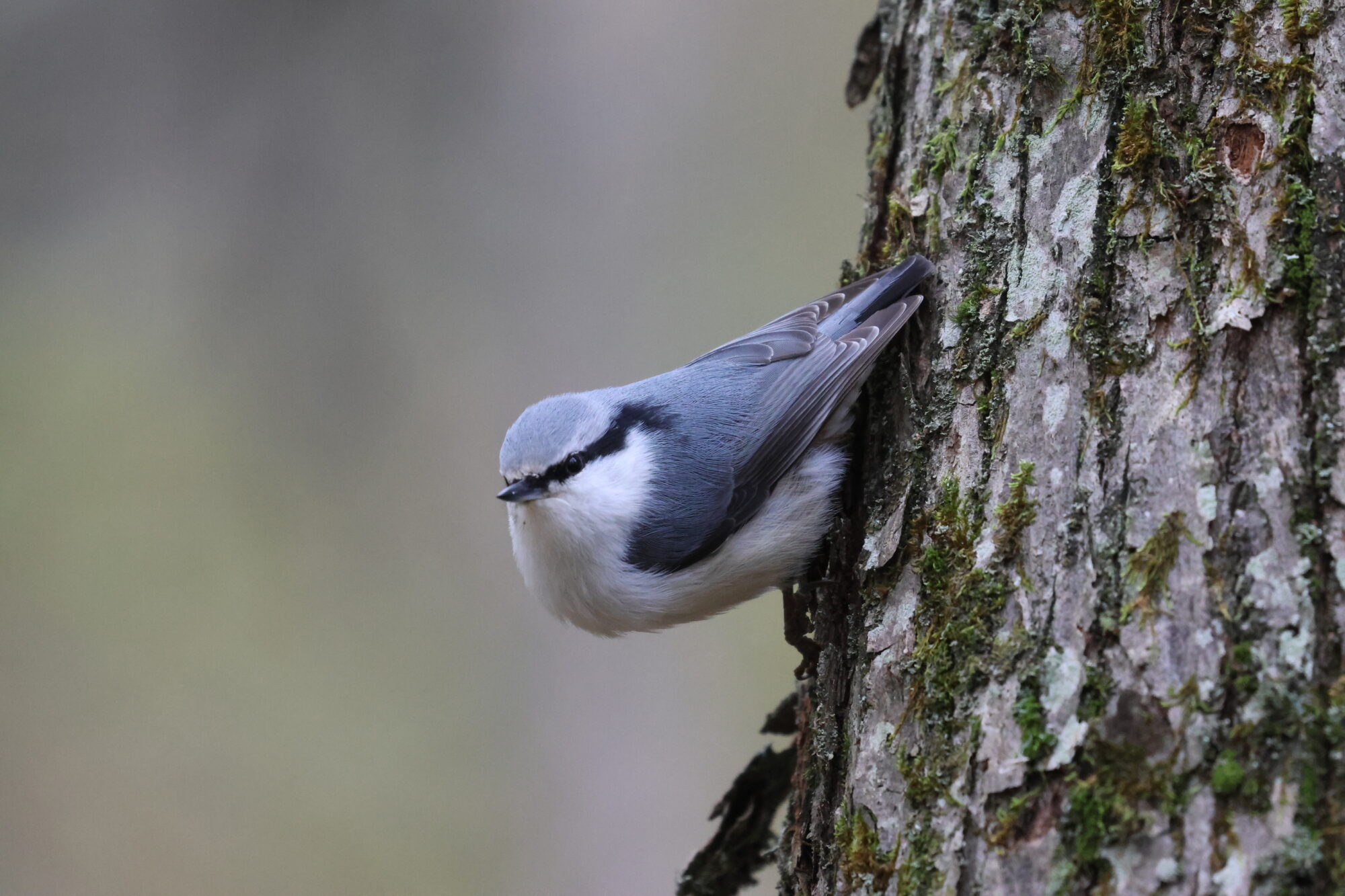 Valokuvaaja: Susanna Hannula Valokuvaaja: Susanna Hannula