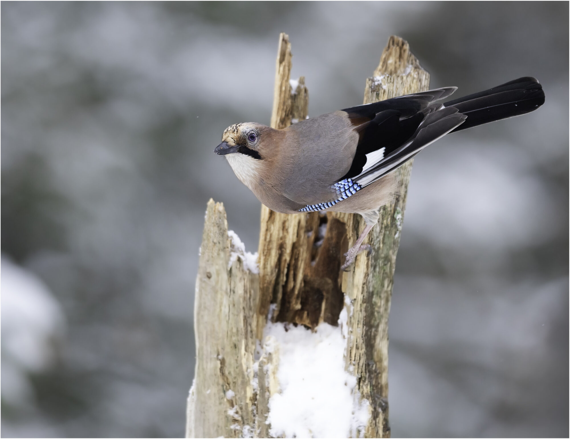 Valokuvaaja: Hannele Kaihola