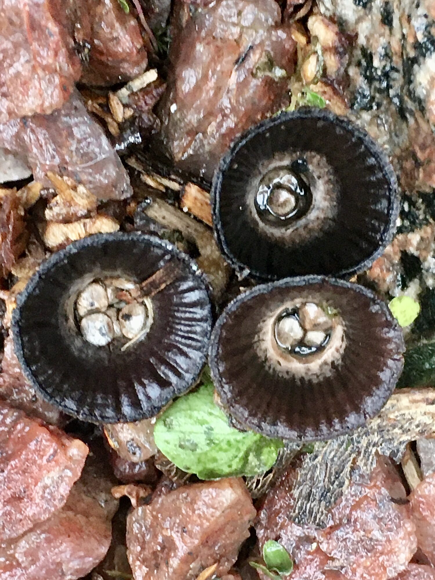 Valokuvaaja: Pirjo Lehtola Valokuvaaja: Pirjo Lehtola