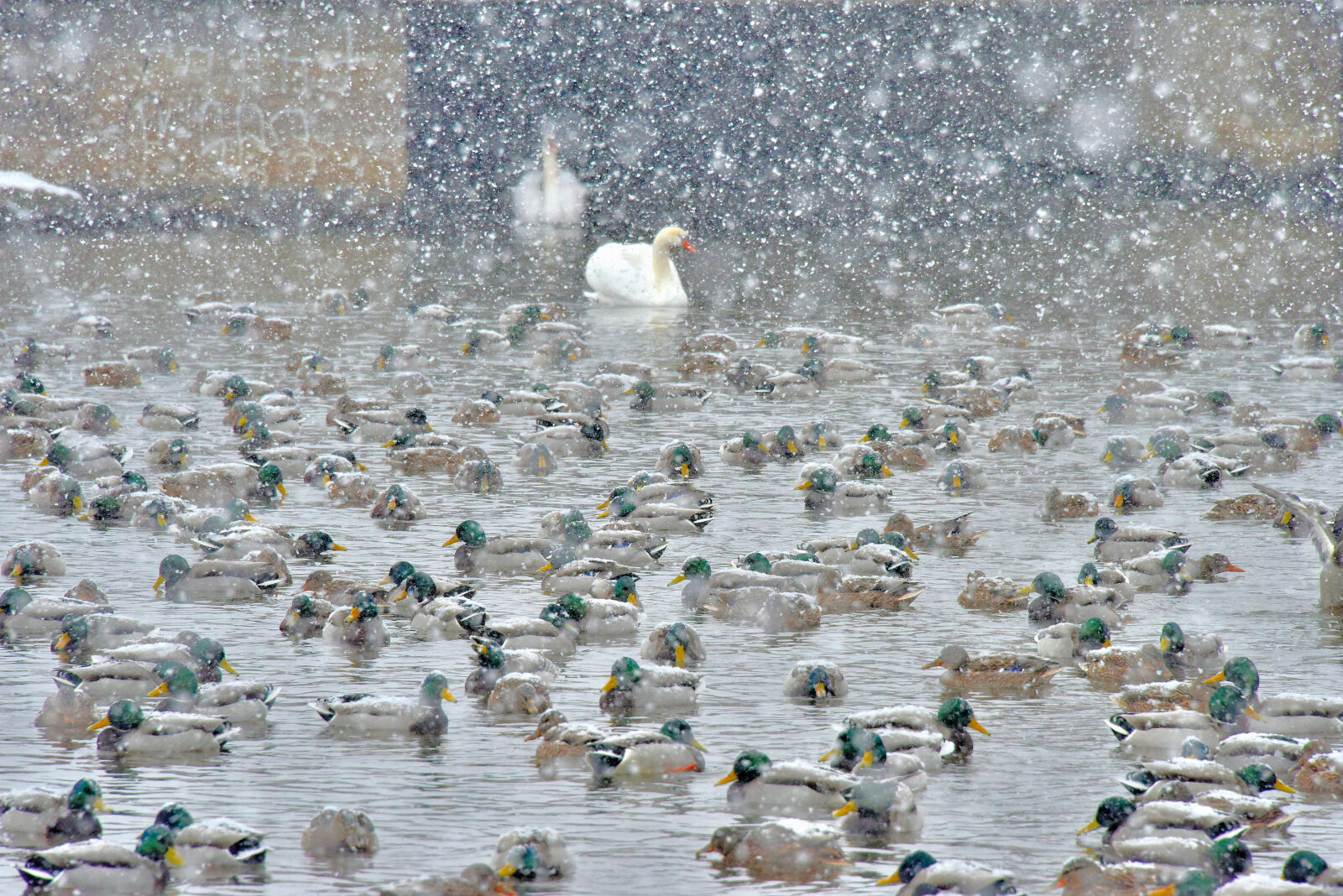 Valokuvaaja: Reijo Juurinen