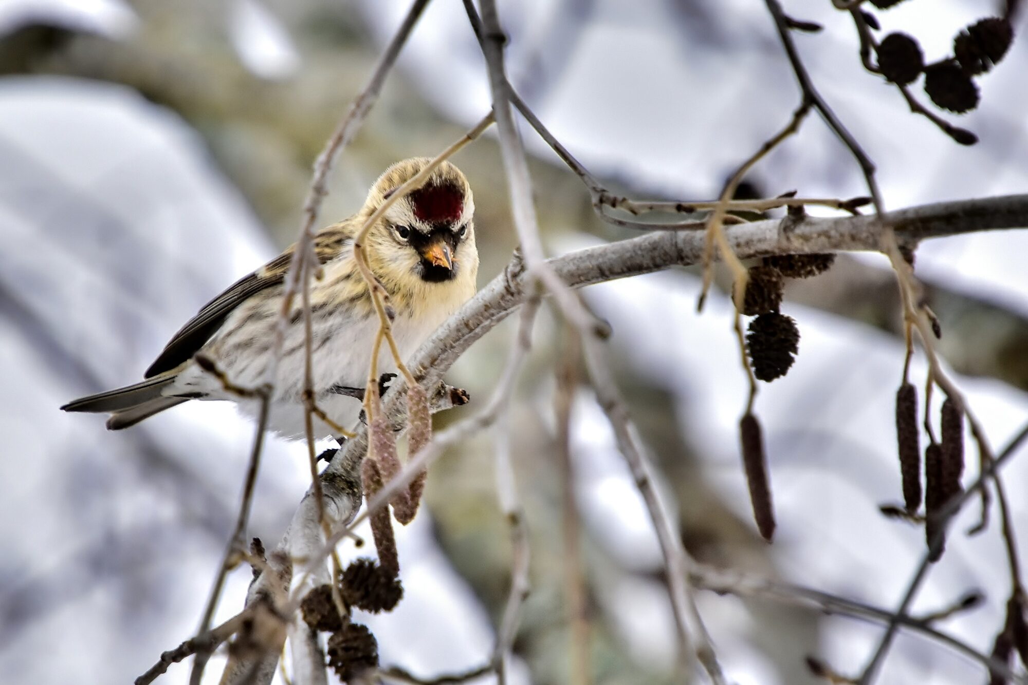 Valokuvaaja: Markku Pelkonen
