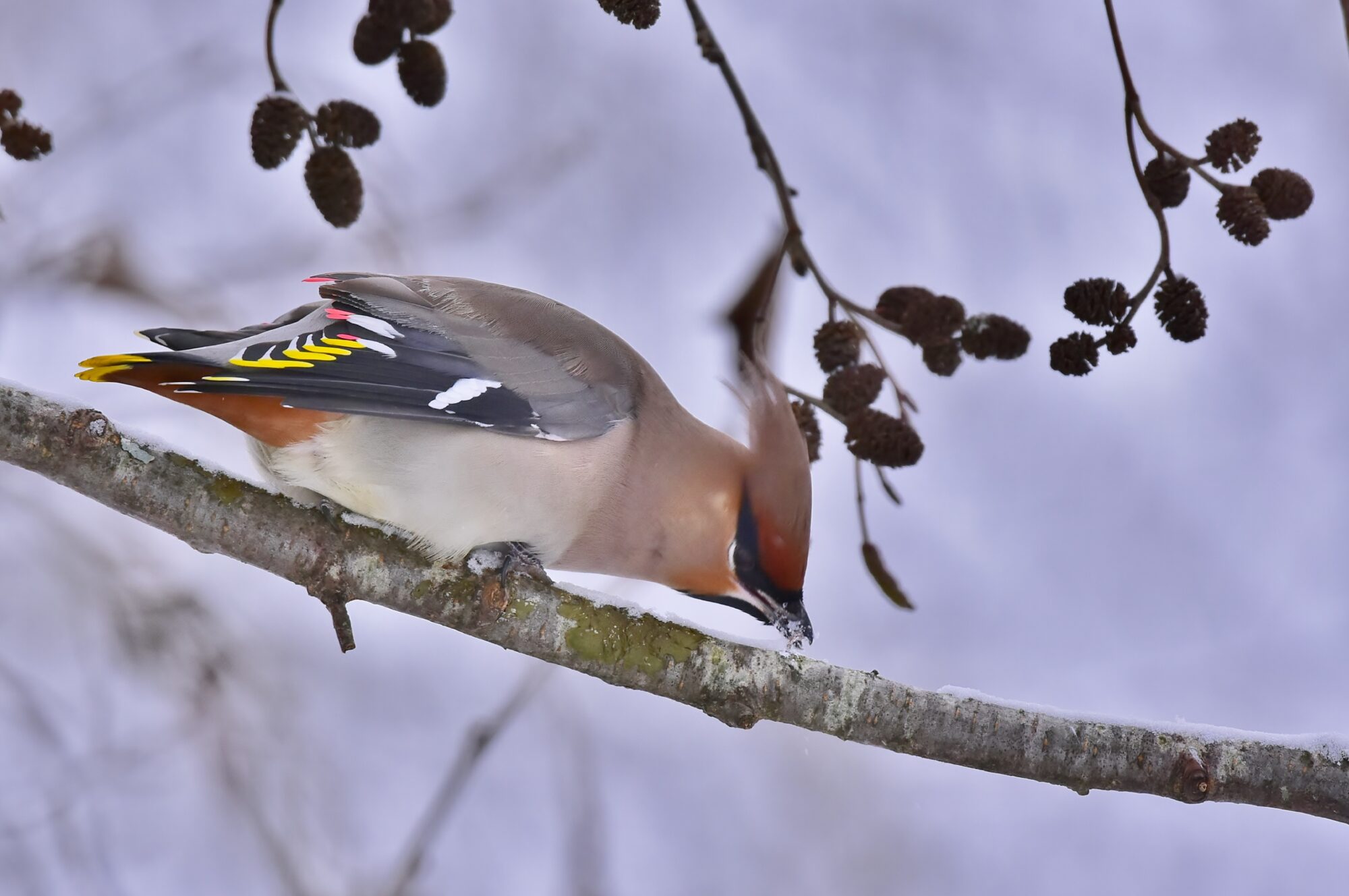 Valokuvaaja: Markku Pelkonen