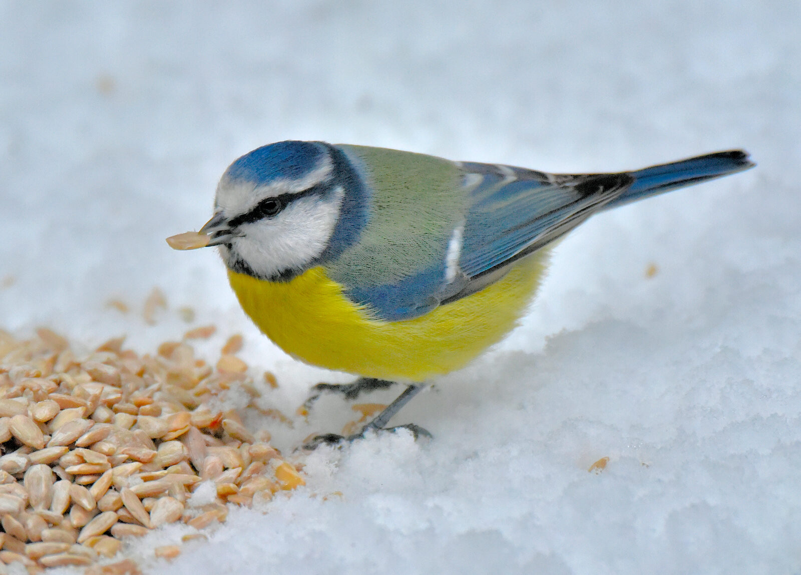 Valokuvaaja: Reijo Juurinen