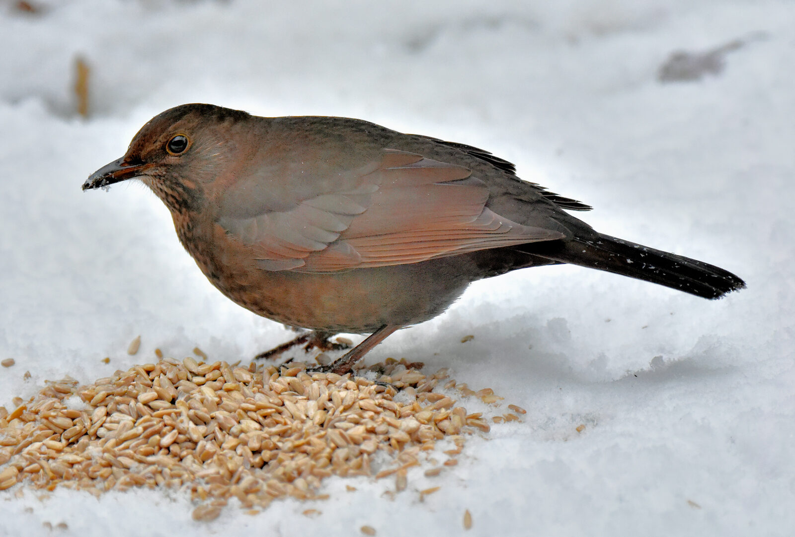 Valokuvaaja: Reijo Juurinen