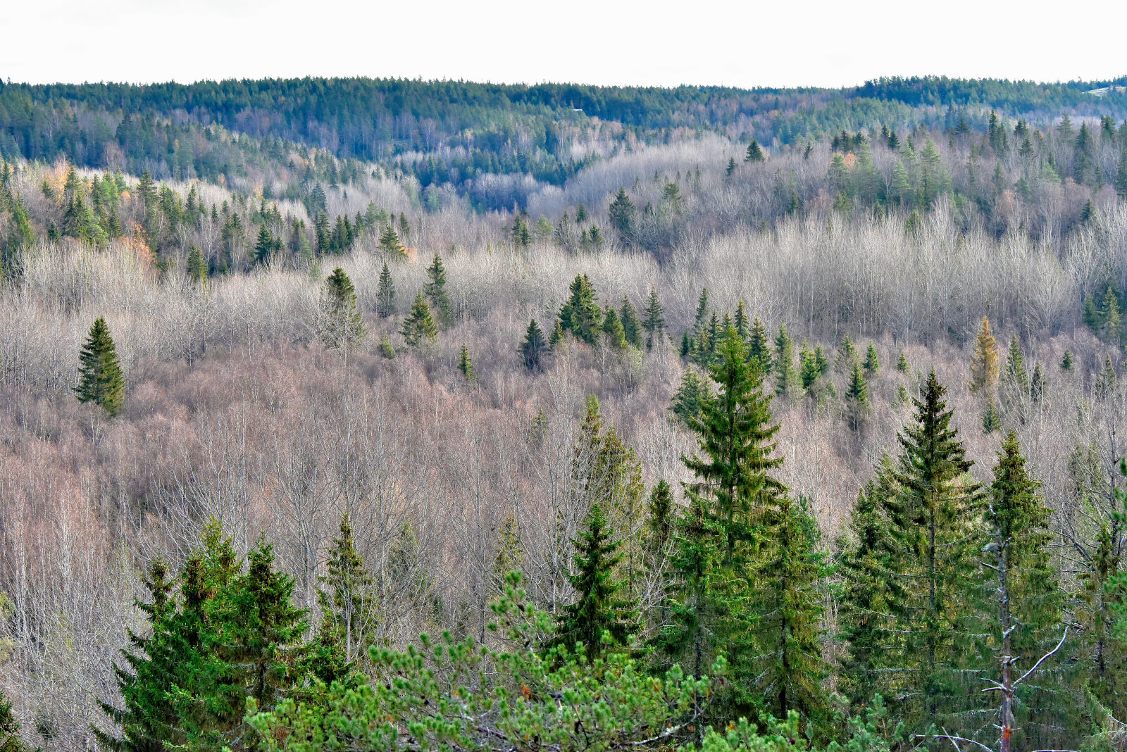 Valokuvaaja: Reijo Juurinen