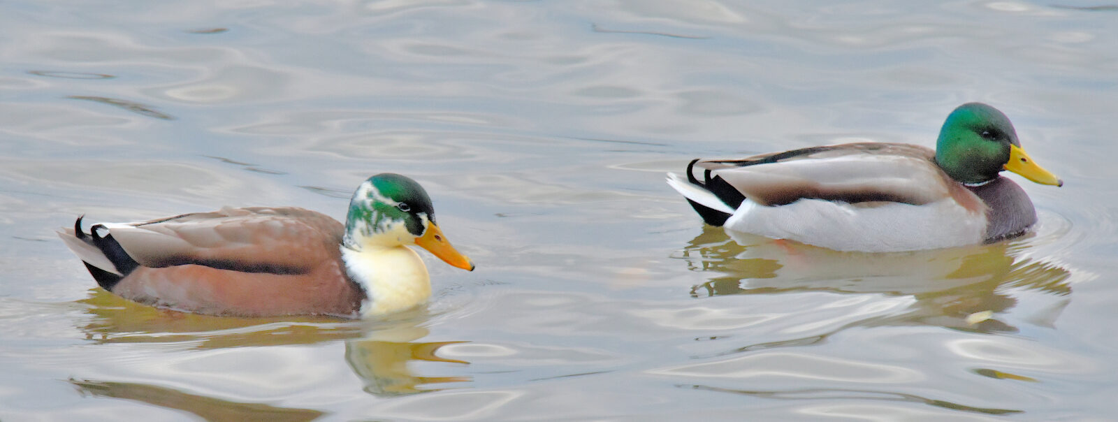 Valokuvaaja: Reijo Juurinen