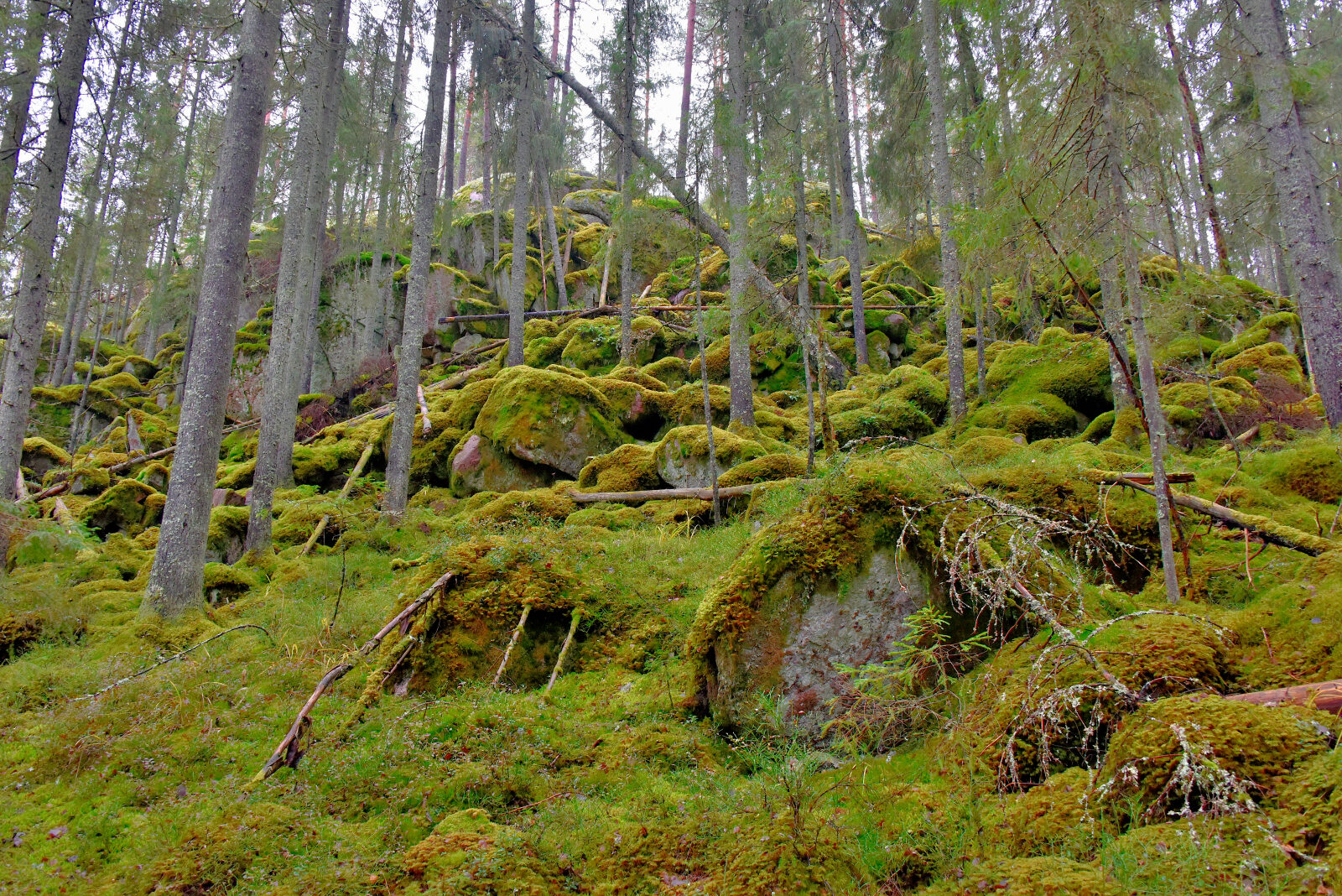 Valokuvaaja: Reijo Juurinen
