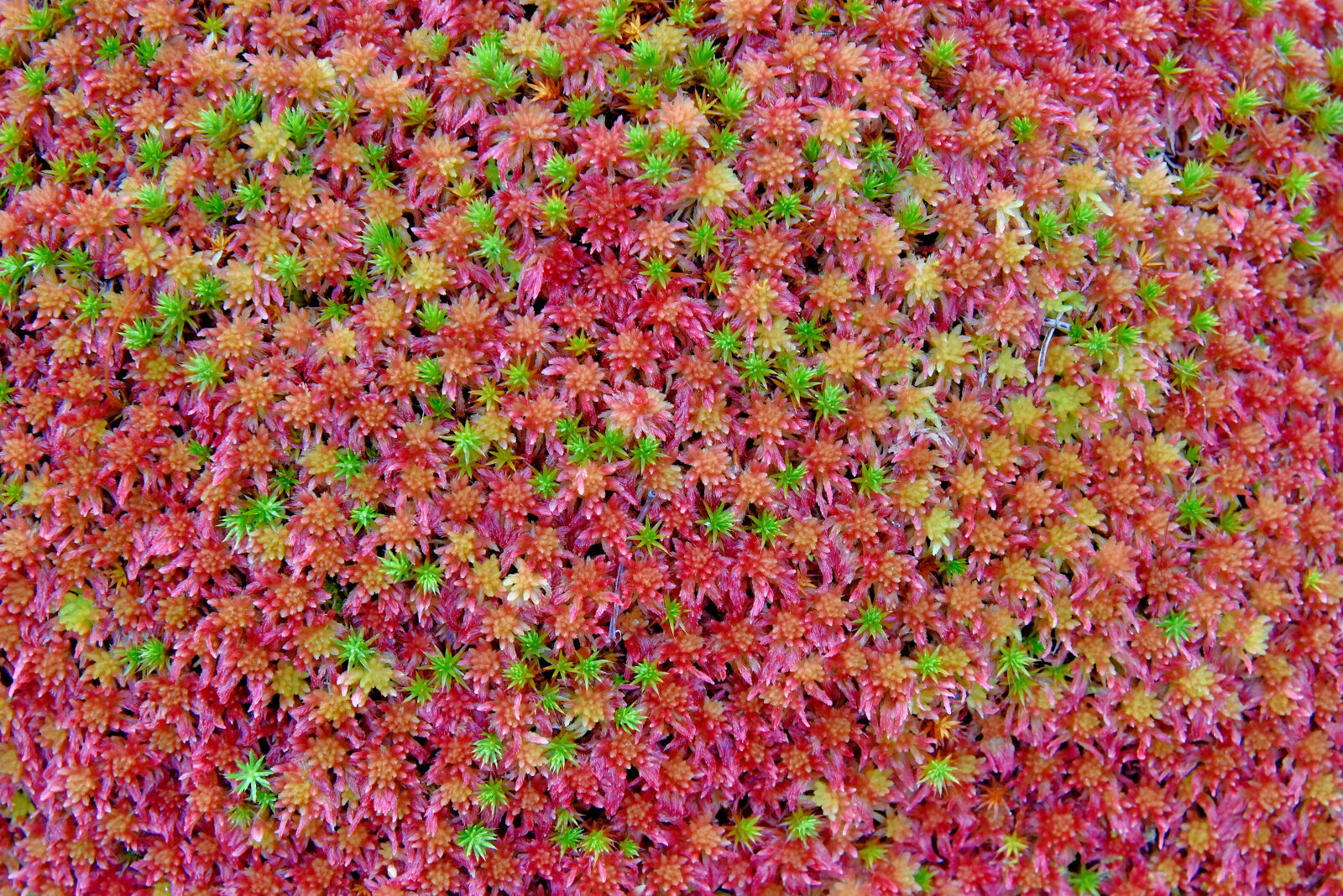 Valokuvaaja: Reijo Juurinen