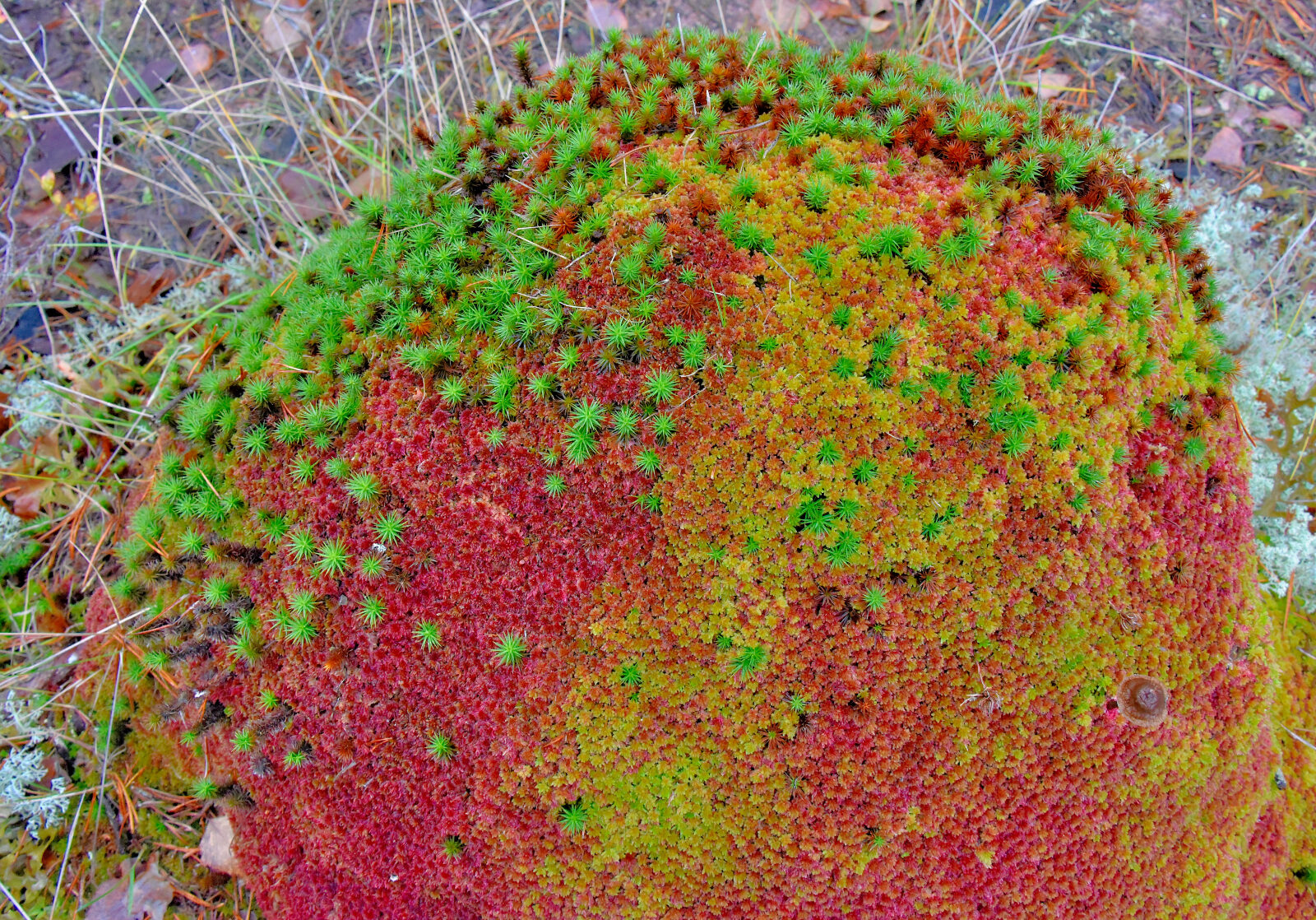 Valokuvaaja: Reijo Juurinen Valokuvaaja: Reijo Juurinen