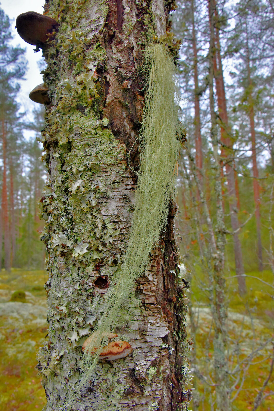 Valokuvaaja: Reijo Juurinen