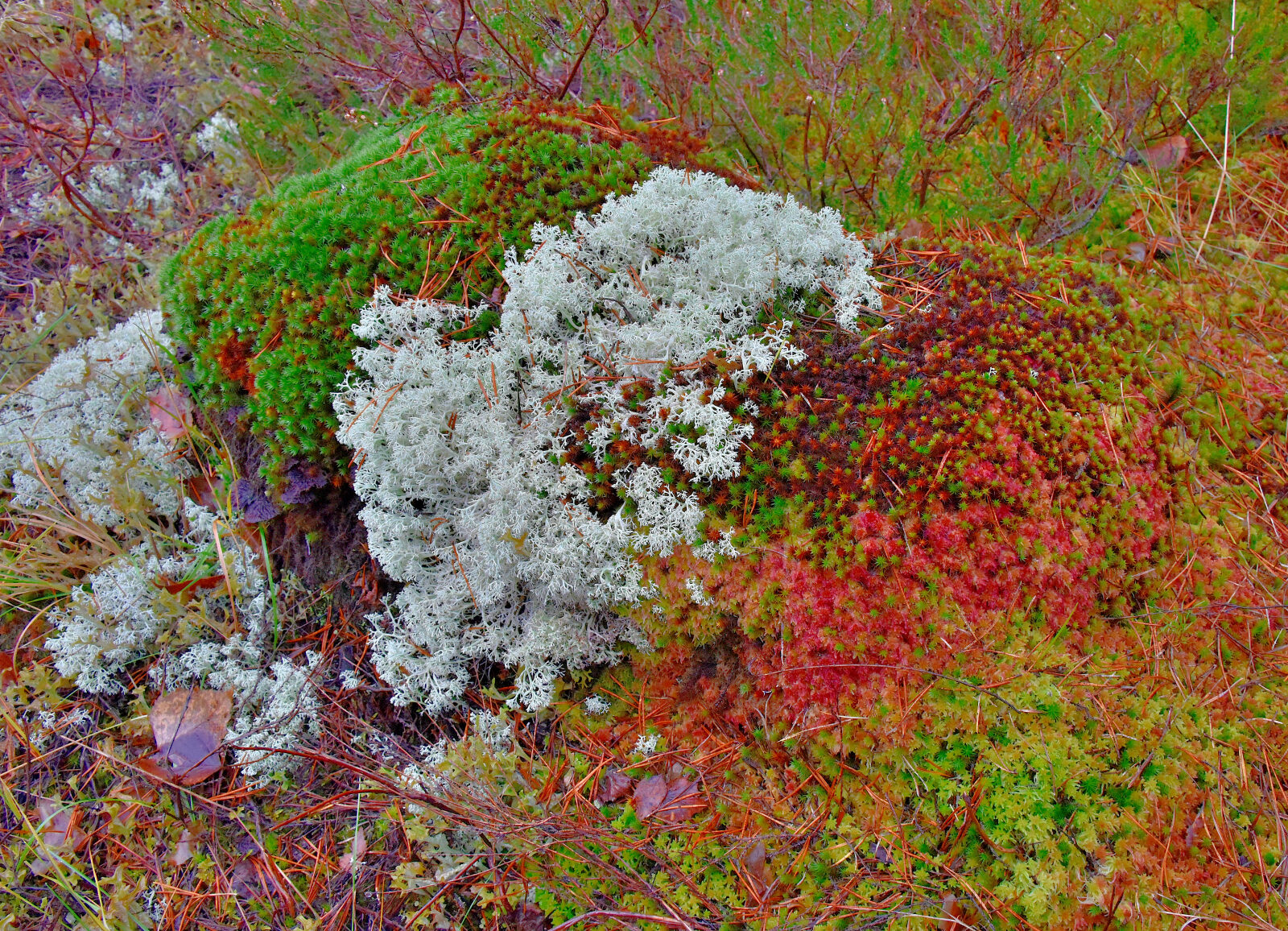 Valokuvaaja: Reijo Juurinen