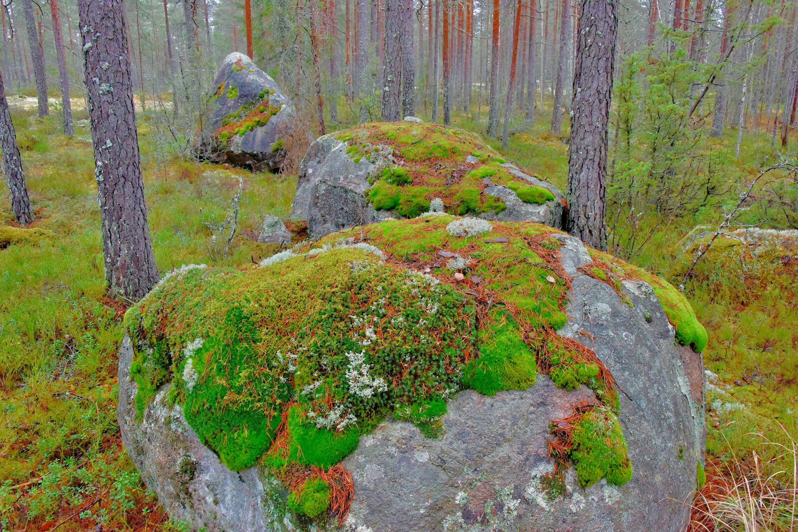 Valokuvaaja: Reijo Juurinen