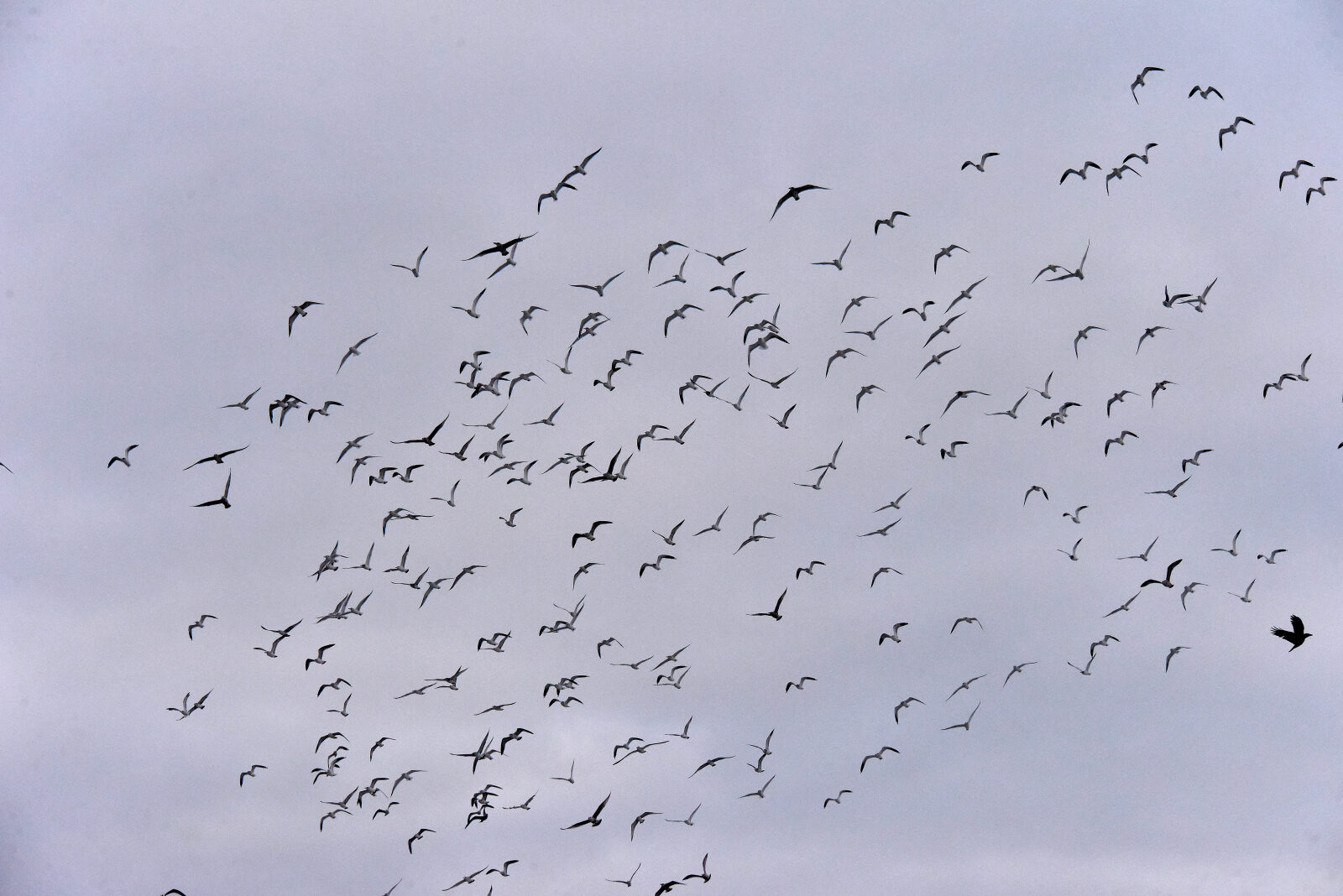 Valokuvaaja: Reijo Juurinen