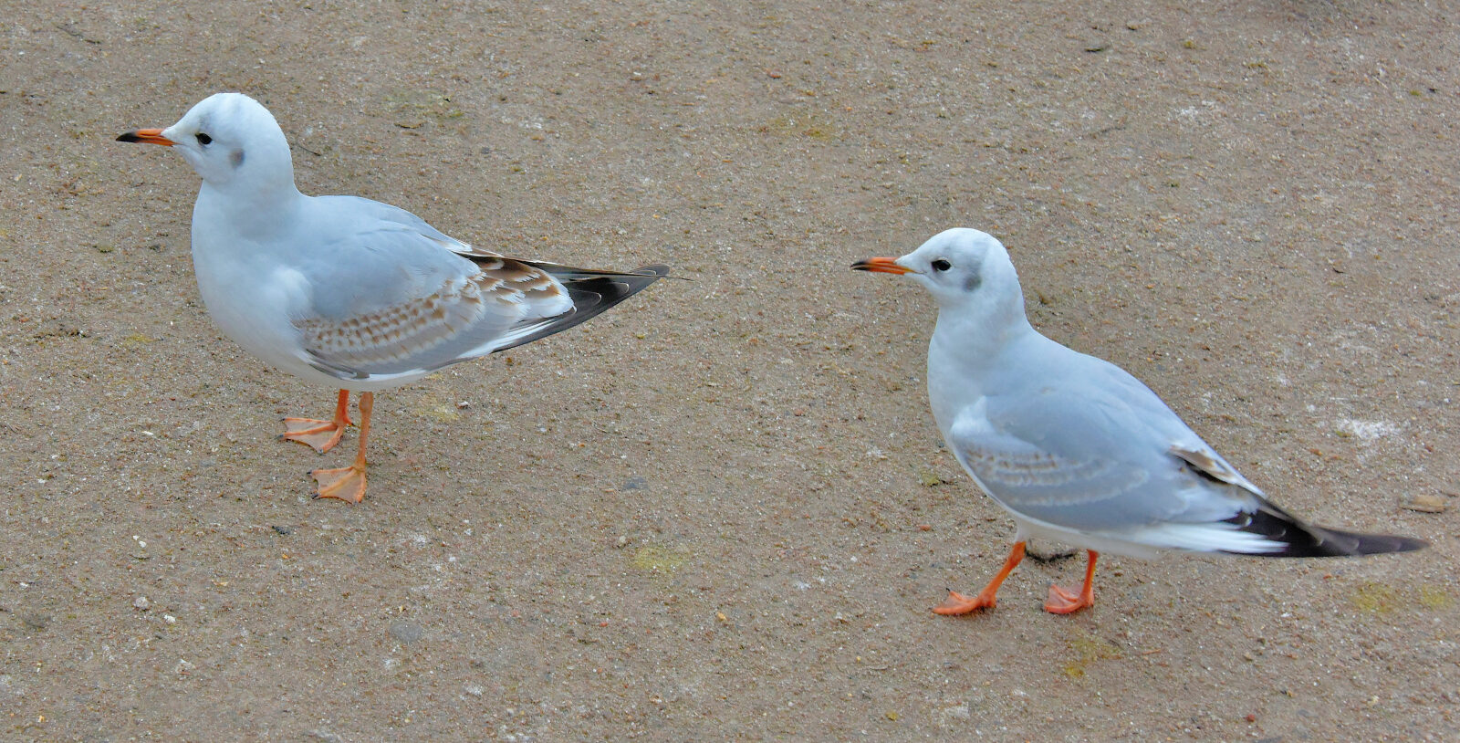Valokuvaaja: Reijo Juurinen