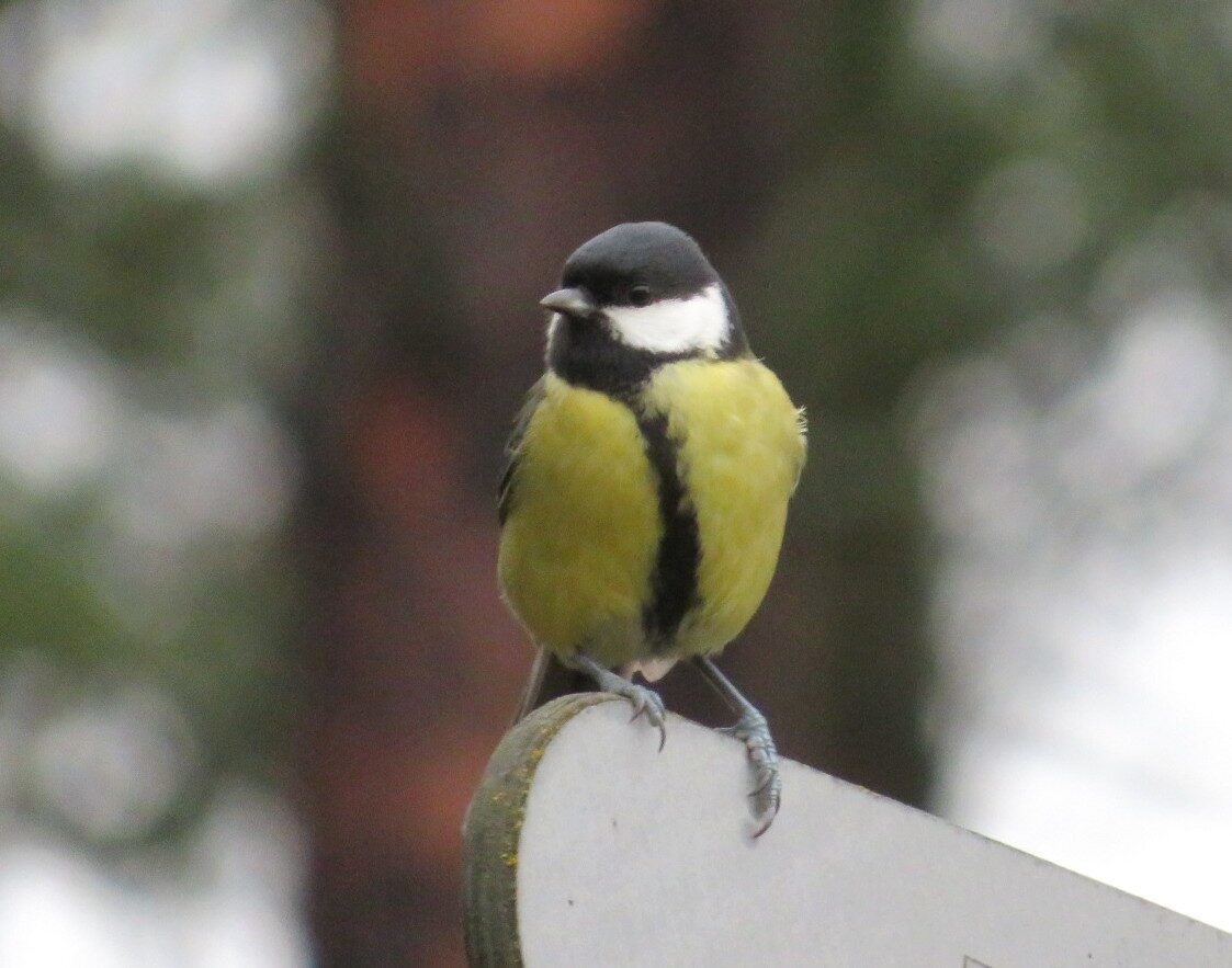 Valokuvaaja: Risto Kangassalo Valokuvaaja: Risto Kangassalo