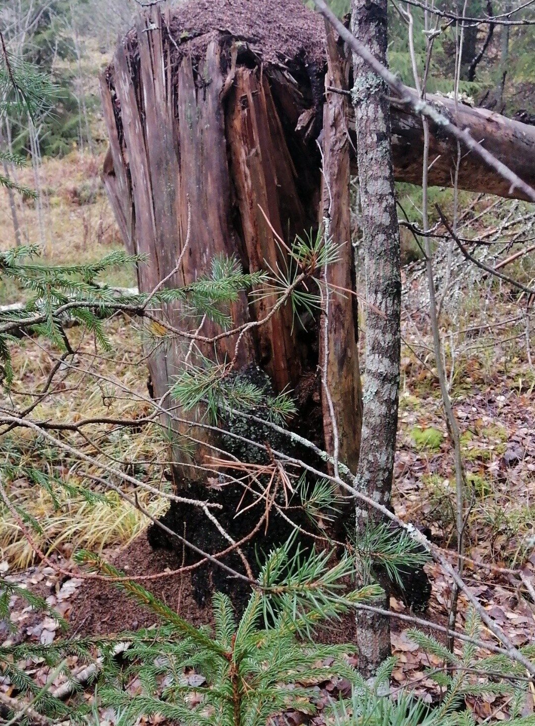 Valokuvaaja: Anira Nordström