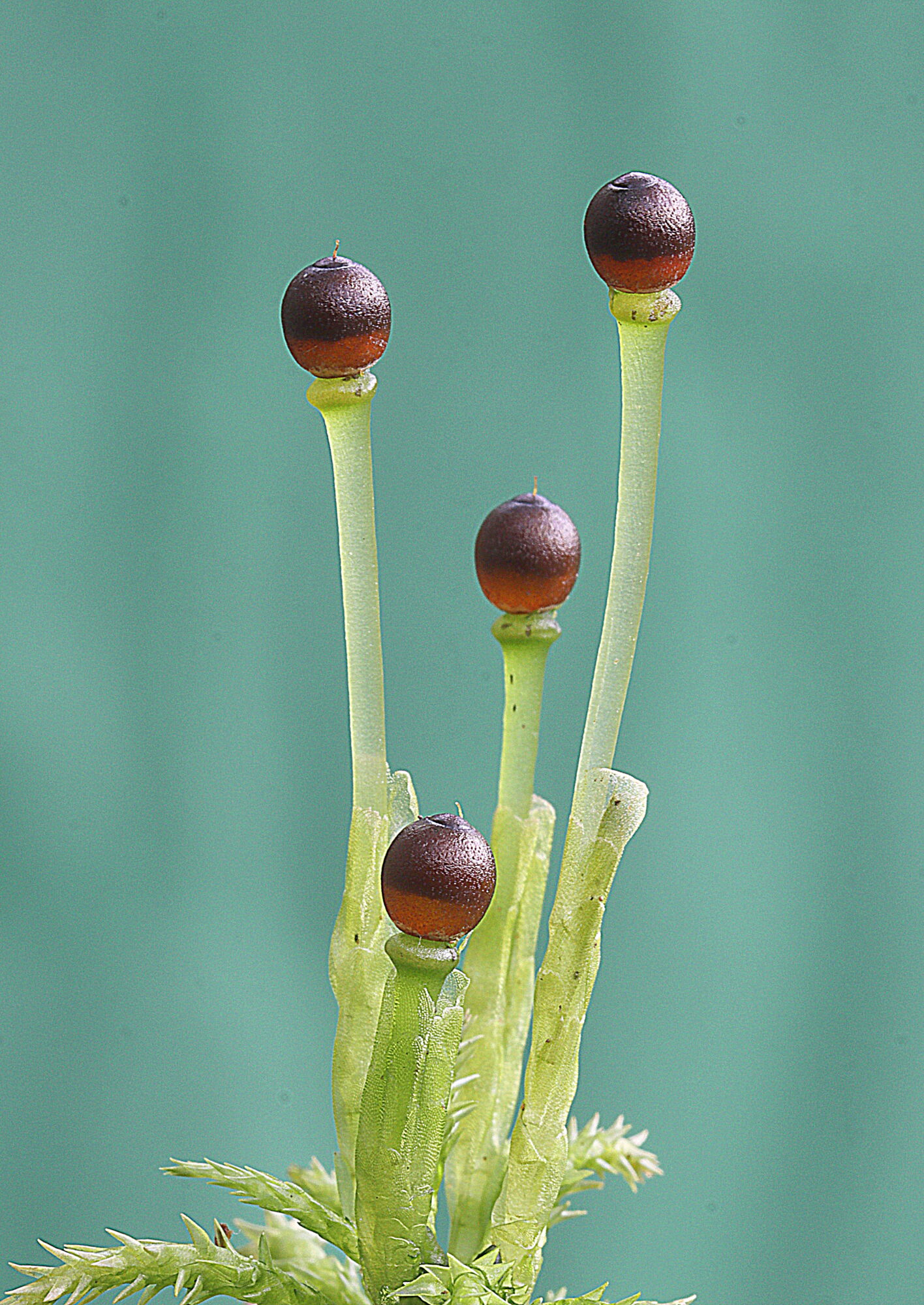 Valokuvaaja: Hannu Rasiranta