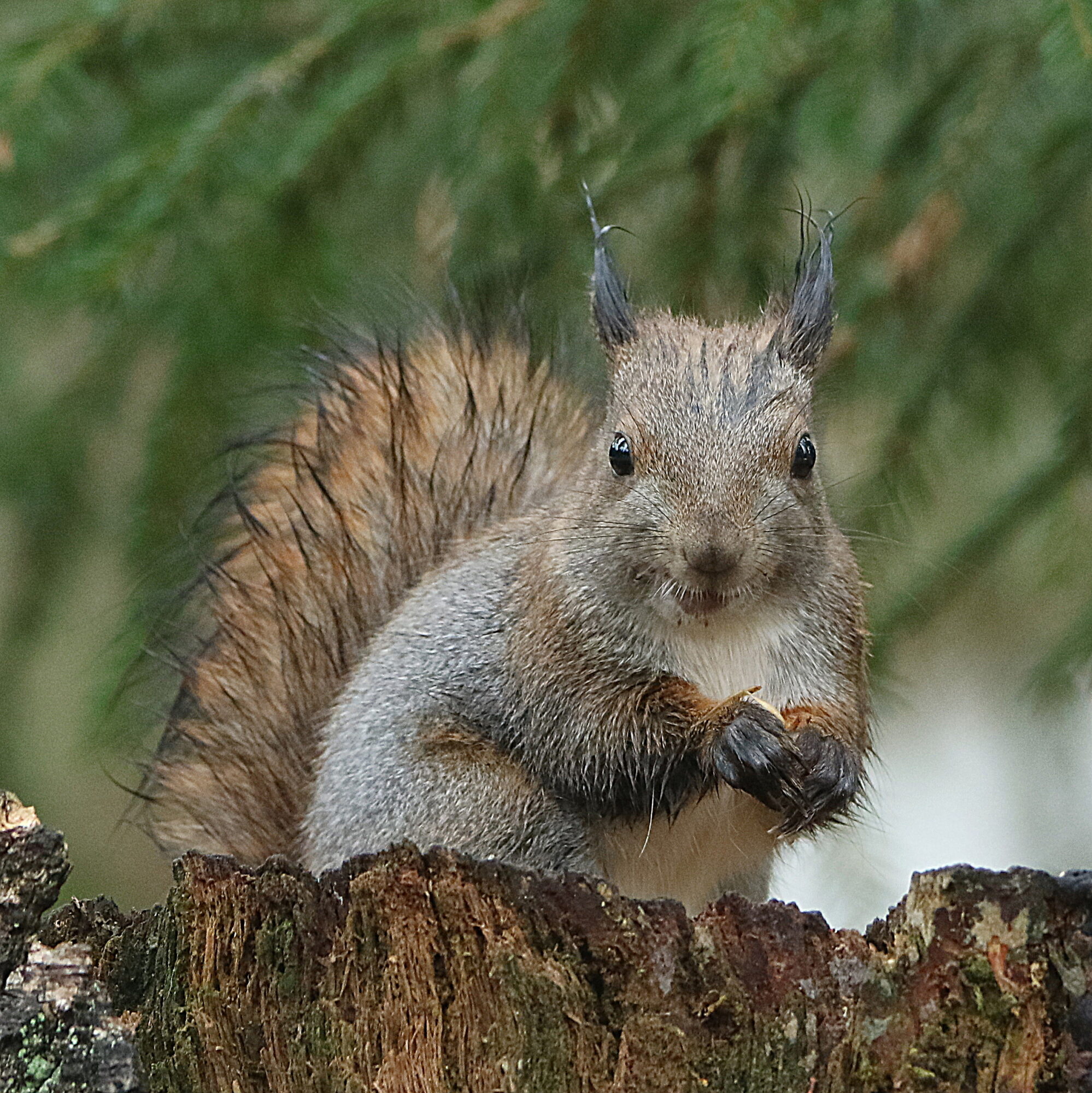 Valokuvaaja: Hannu Rasiranta