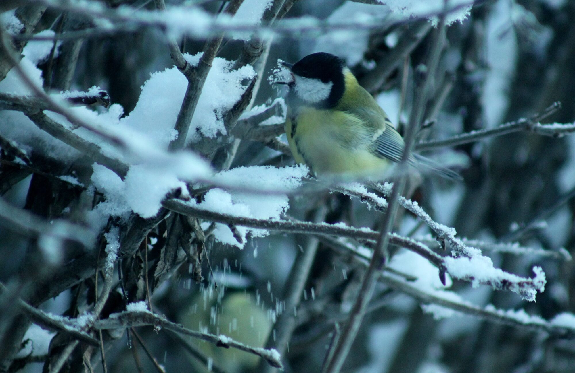 Valokuvaaja: Pirkko Siukonen