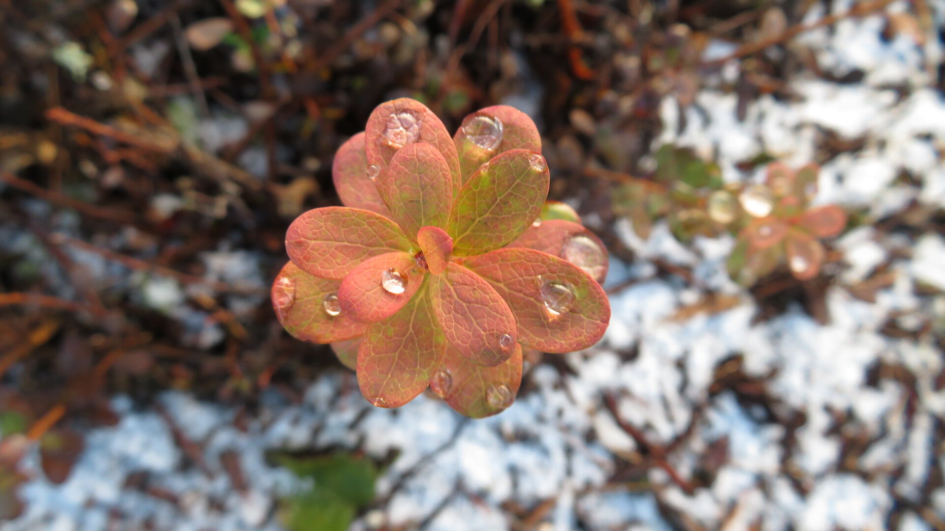 Valokuvaaja: Risto Kangassalo