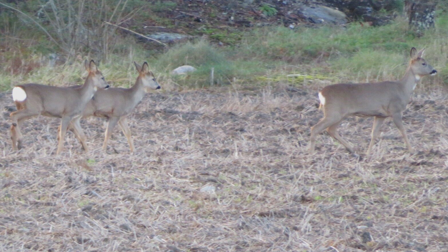 Valokuvaaja: Risto Kangassalo
